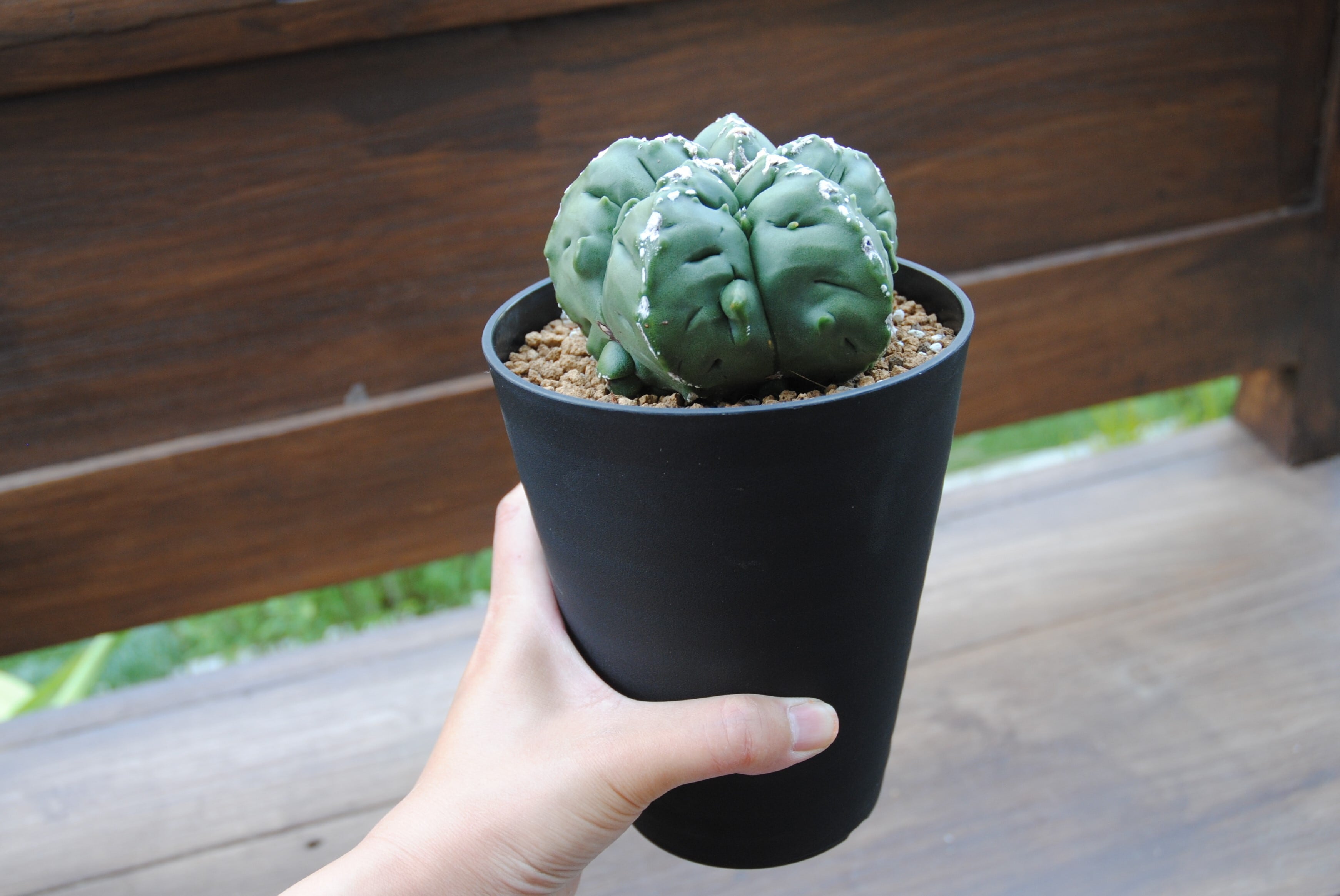 Astrophytum sp. アストロフィツム 亀甲ヘキラン サボテン | PAY ID