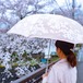 絵おり 桜（さくら）（長傘）（晴雨兼用傘）槙田商店・甲州織傘　顔色を美しくする er-sk01-l