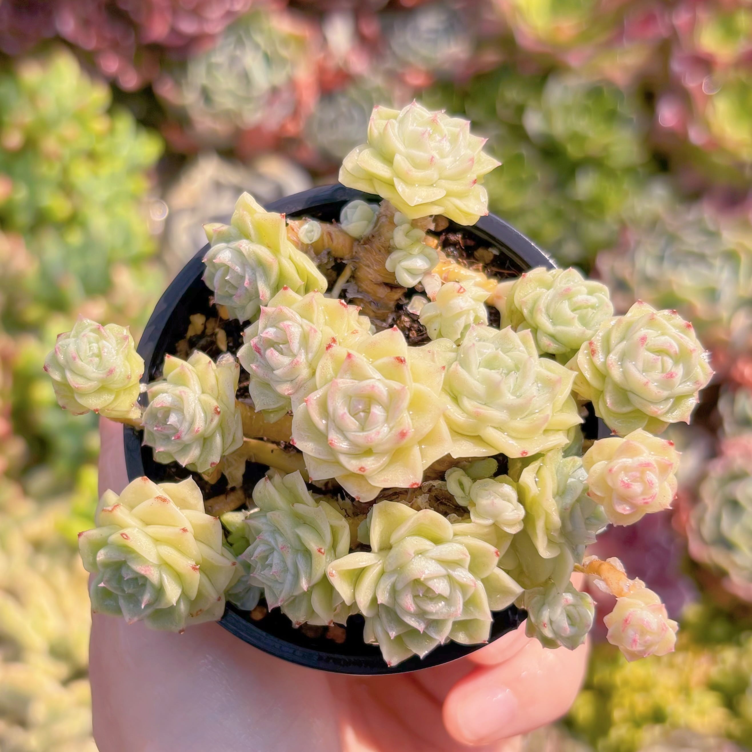 現品　ホワイトスワン#K111　群生　るる農園