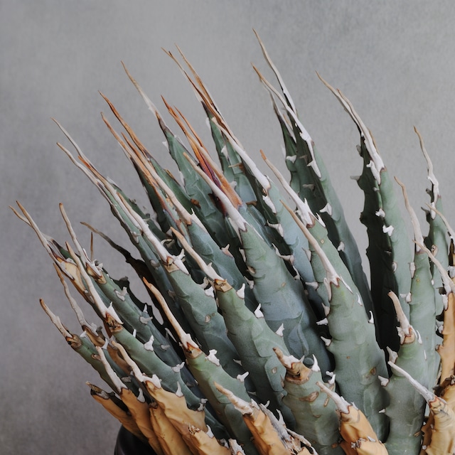 アガベ ユタエンシス エボリスピナ