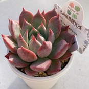 【現物商品】ジェコラ ｘ ブランディティ ①