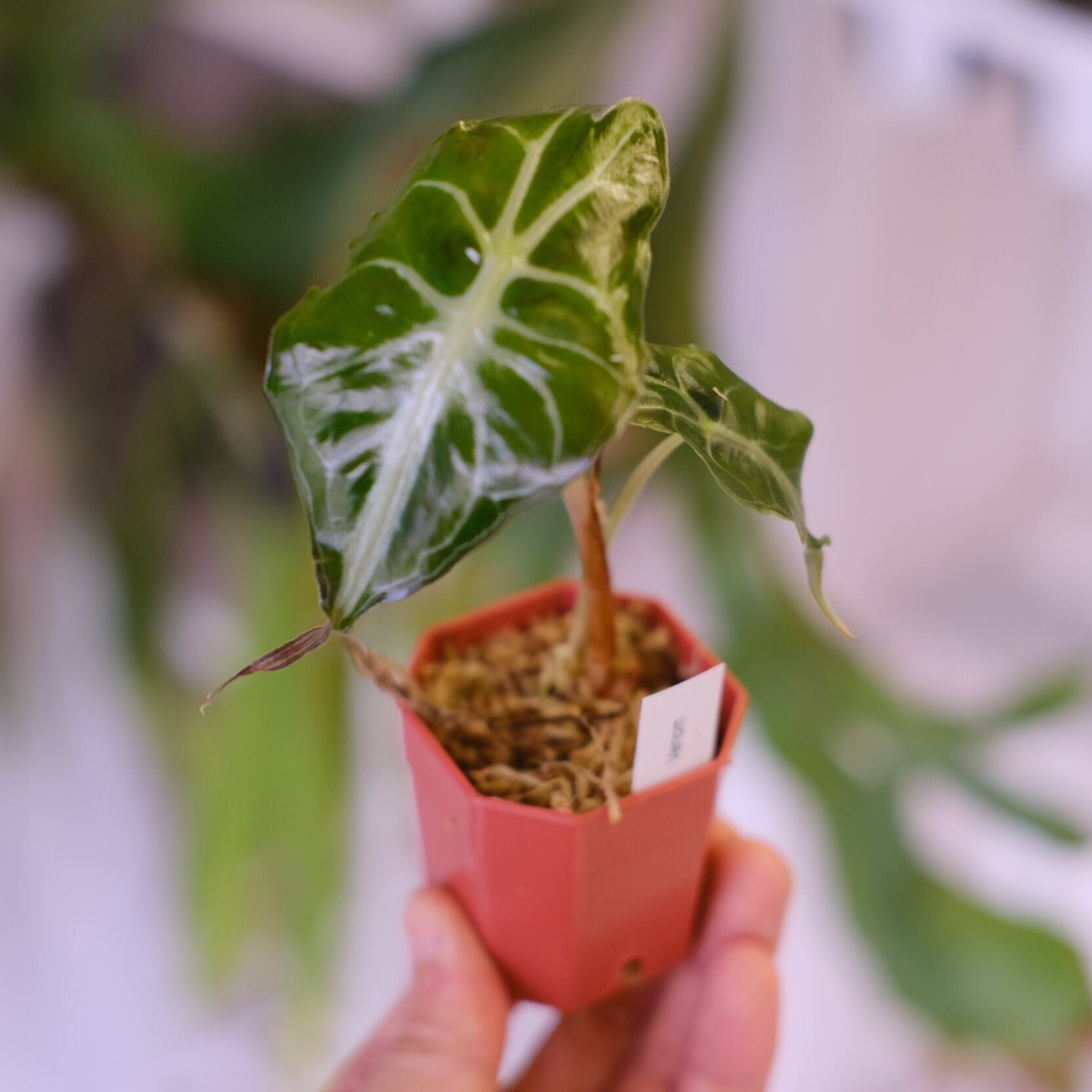 Alocasia 'Venom'│アロカシア・ヴェノム②│観葉植物 | tokyoplants
