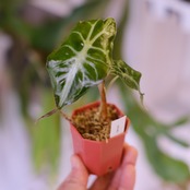 Alocasia ‘Venom’│アロカシア・ヴェノム②│観葉植物