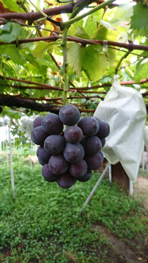 <2kg>伊豆錦（種なし）　化粧箱入り