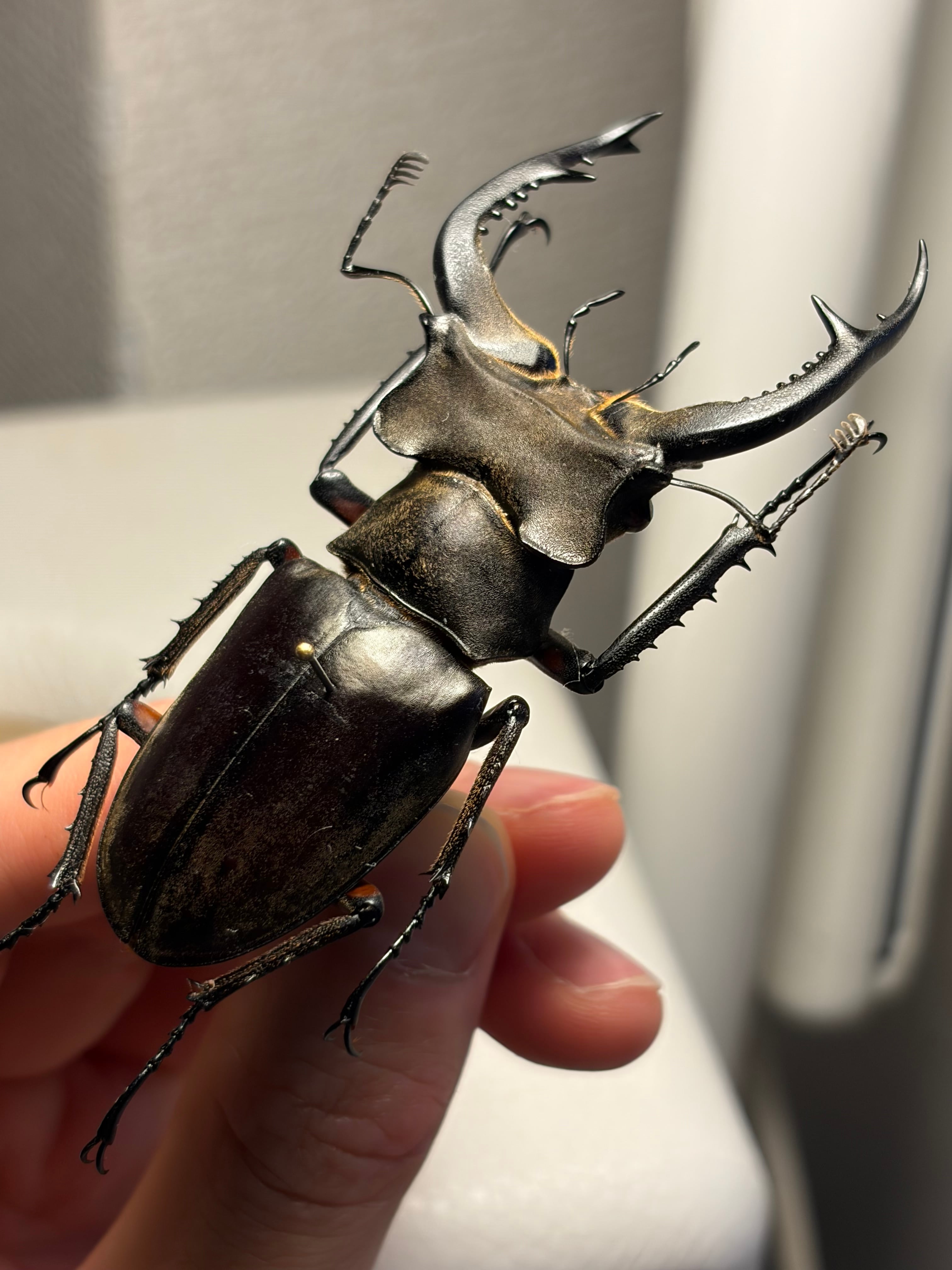 顎比率最大種】カンターミヤマクワガタ 76mm♂ 昆虫標本 標本