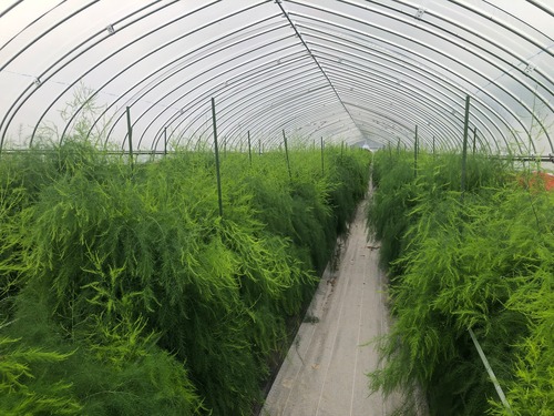 アスパラガス　2kg（2Lサイズ）