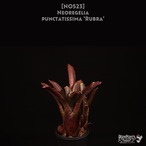 【送料無料】Neoregelia punctatissima 'Rubra'〔ネオレゲリア〕現品発送N0523