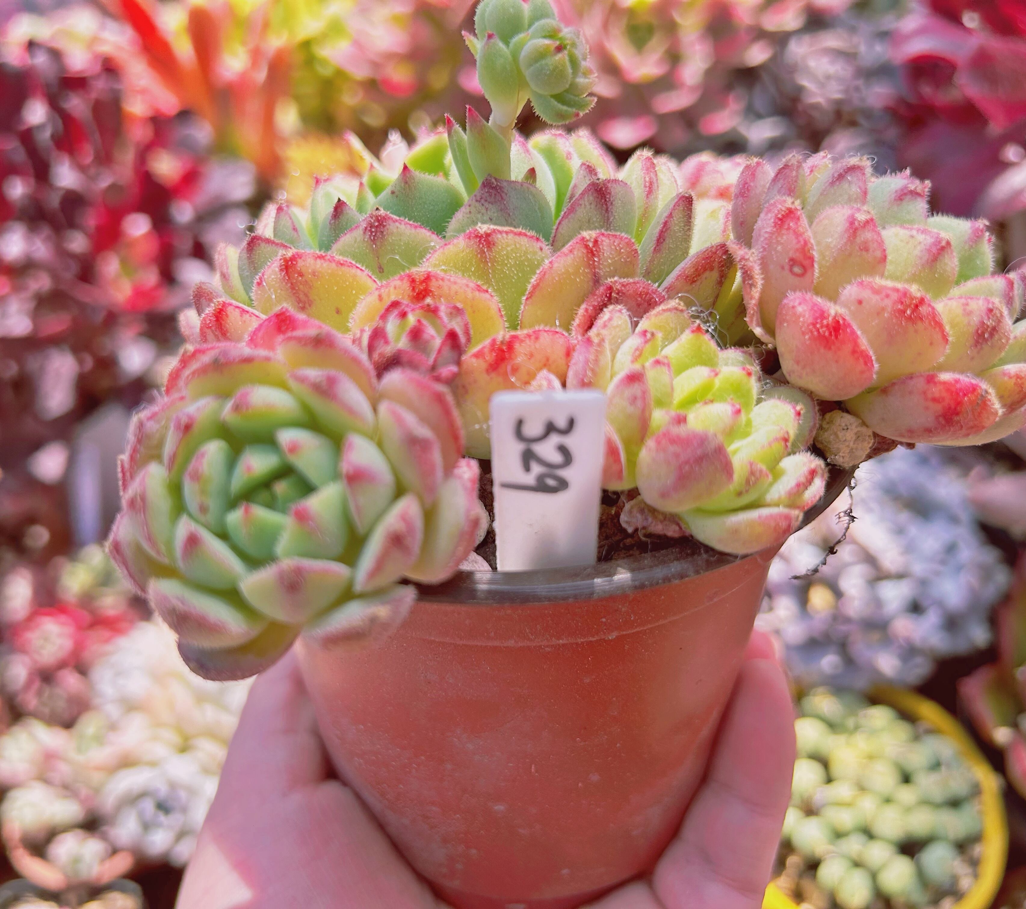 329現物 多肉植物 王妃美尼晃 特大 | るる農園~多肉植物専門