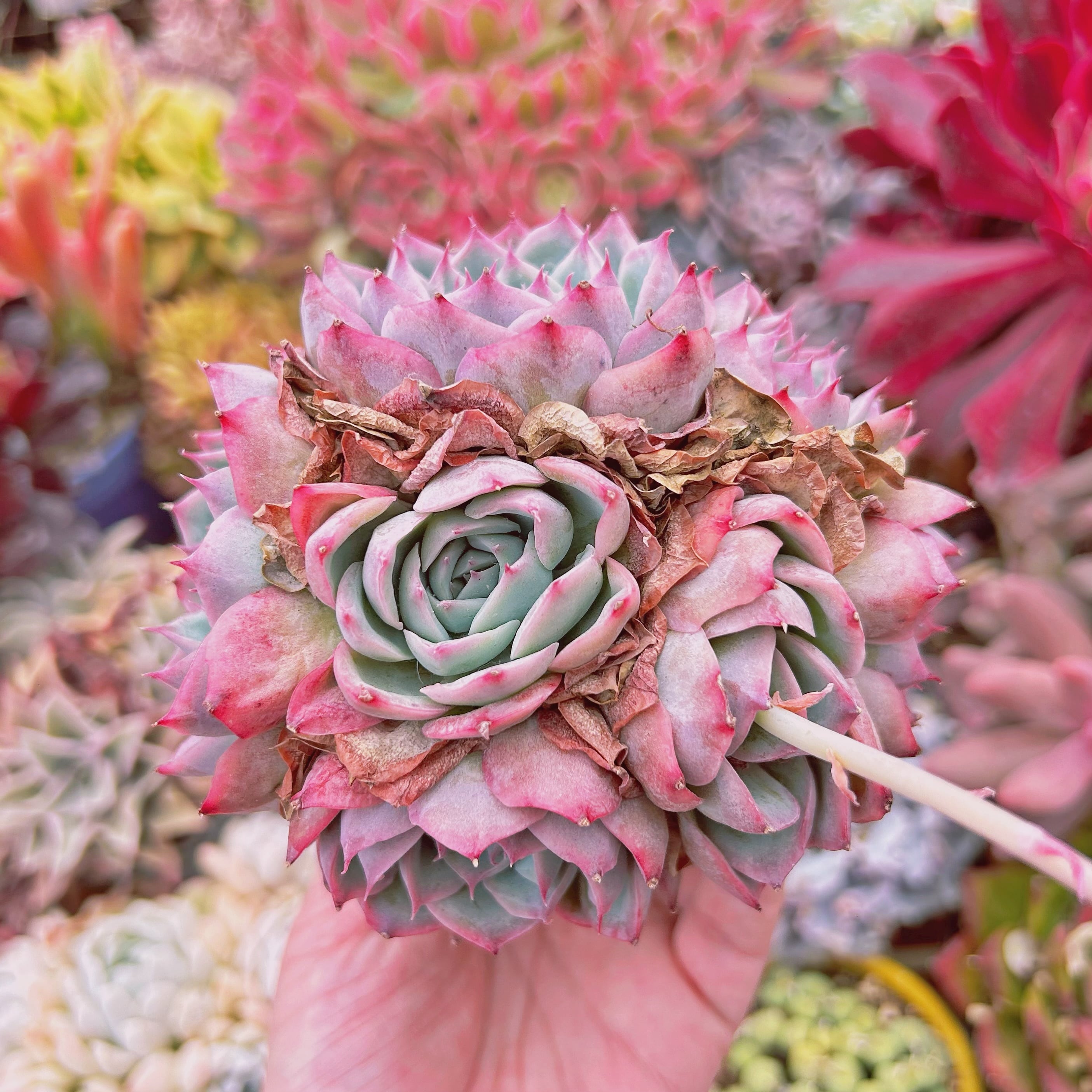 #654現物　多肉植物　シルエット　特大群生