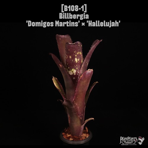 Billbergia 'Domigos Martins' x 'Hallelujah'〔ビルベルギア〕B108-1