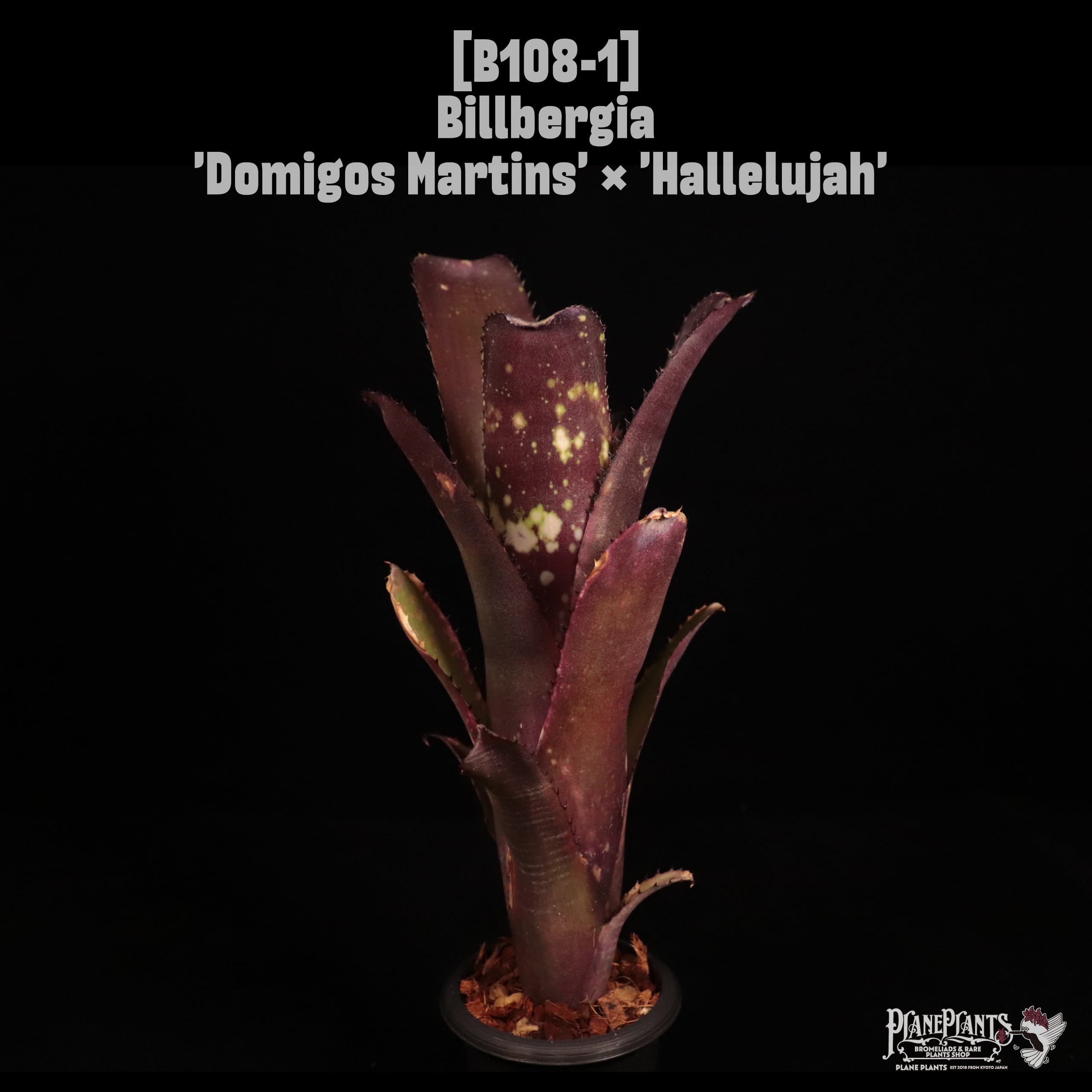 Billbergia 'Domigos Martins' x 'Hallelujah'〔ビルベルギア〕B108-1