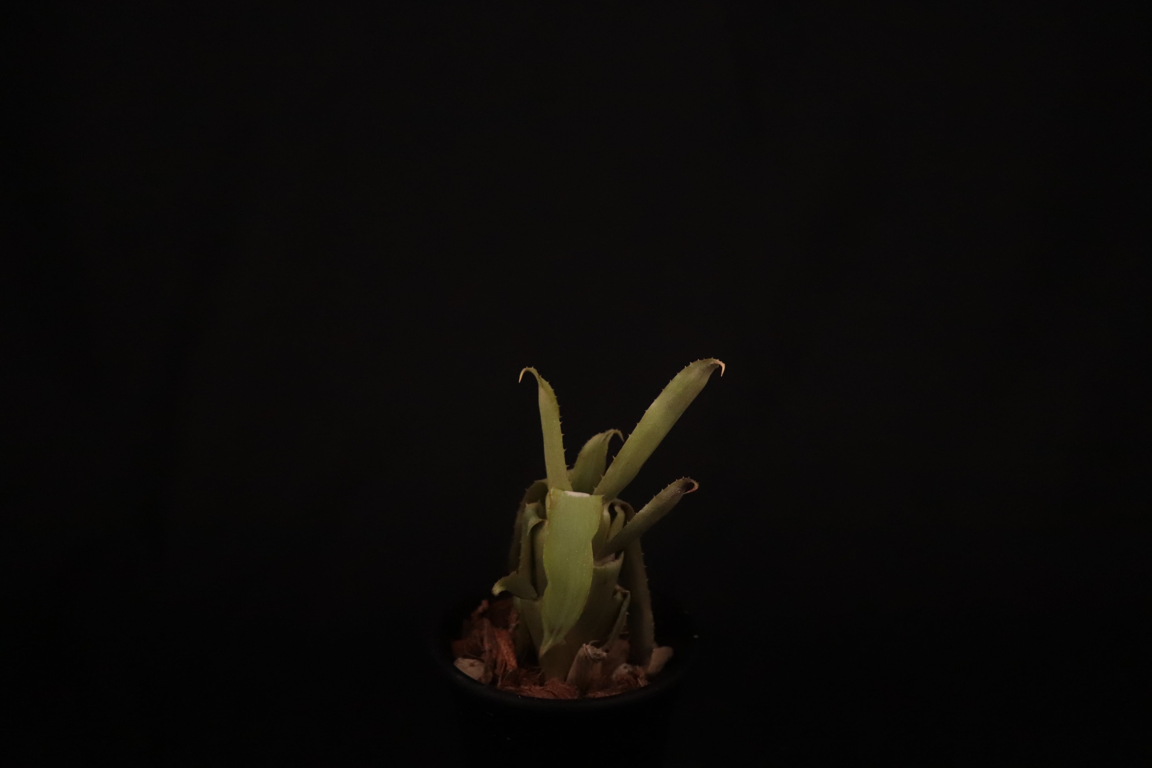 reserved】Quesnelia 'Ironclad'〔ケスネリア〕現品発送Q0019 | plane