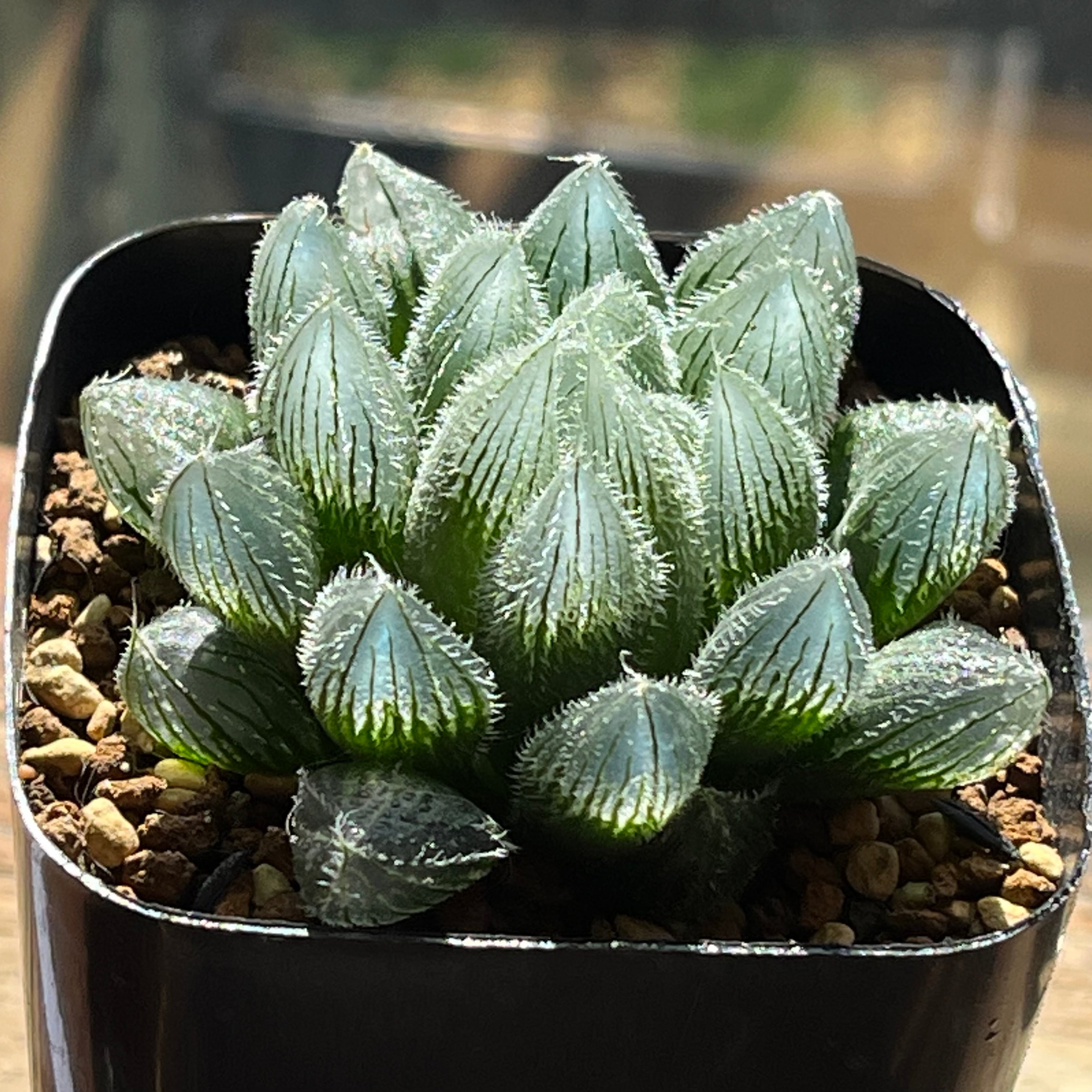 ベヌスタ系 | mocono_plants