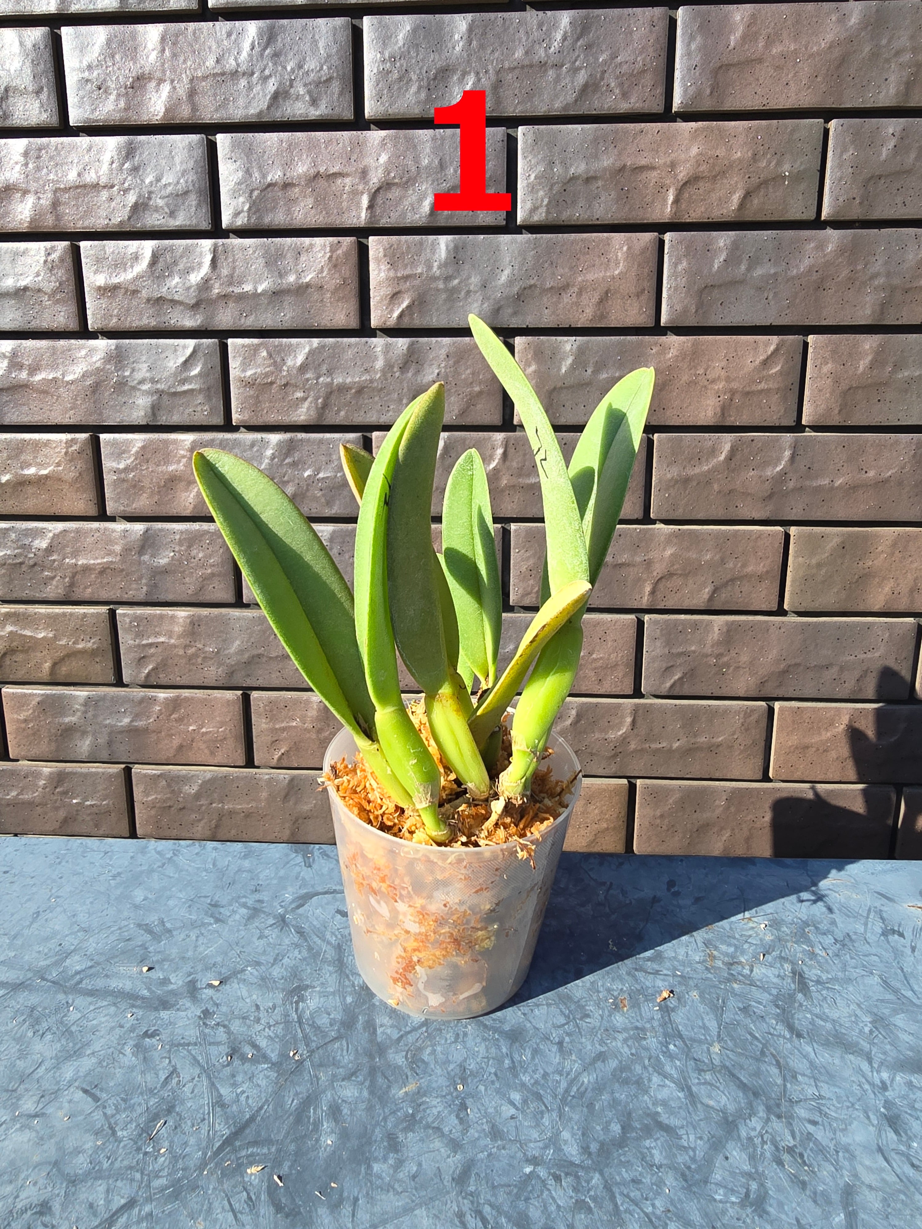 Anthurium Ralph Lynam / アンスリウム・ラルフ・リナム② Anthurium Ralph Lynam / アンスリウム・ラルフ・リナム② | Pay ID