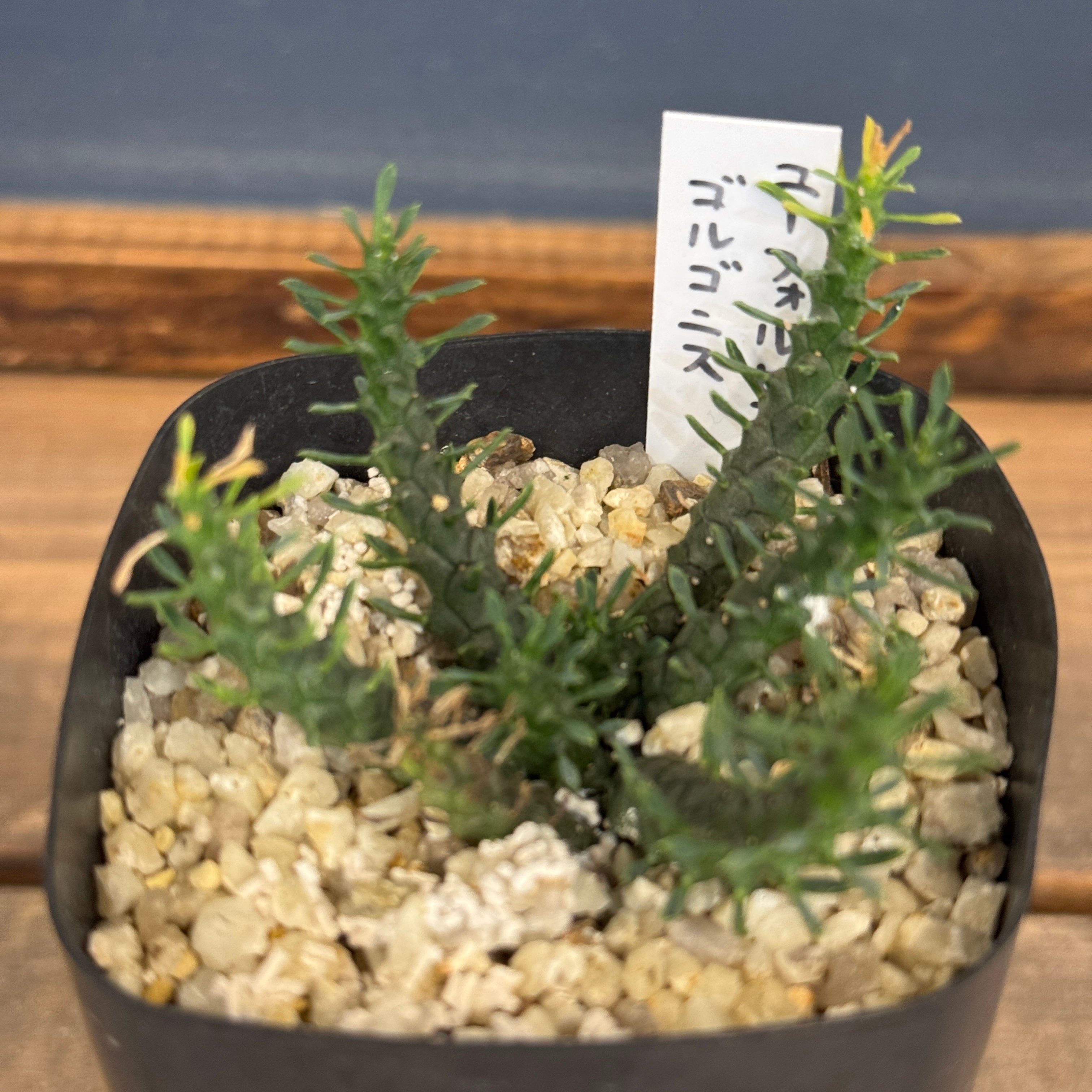 ユーフォルビア、その他多肉 | PROTOLEAF プロトリーフ