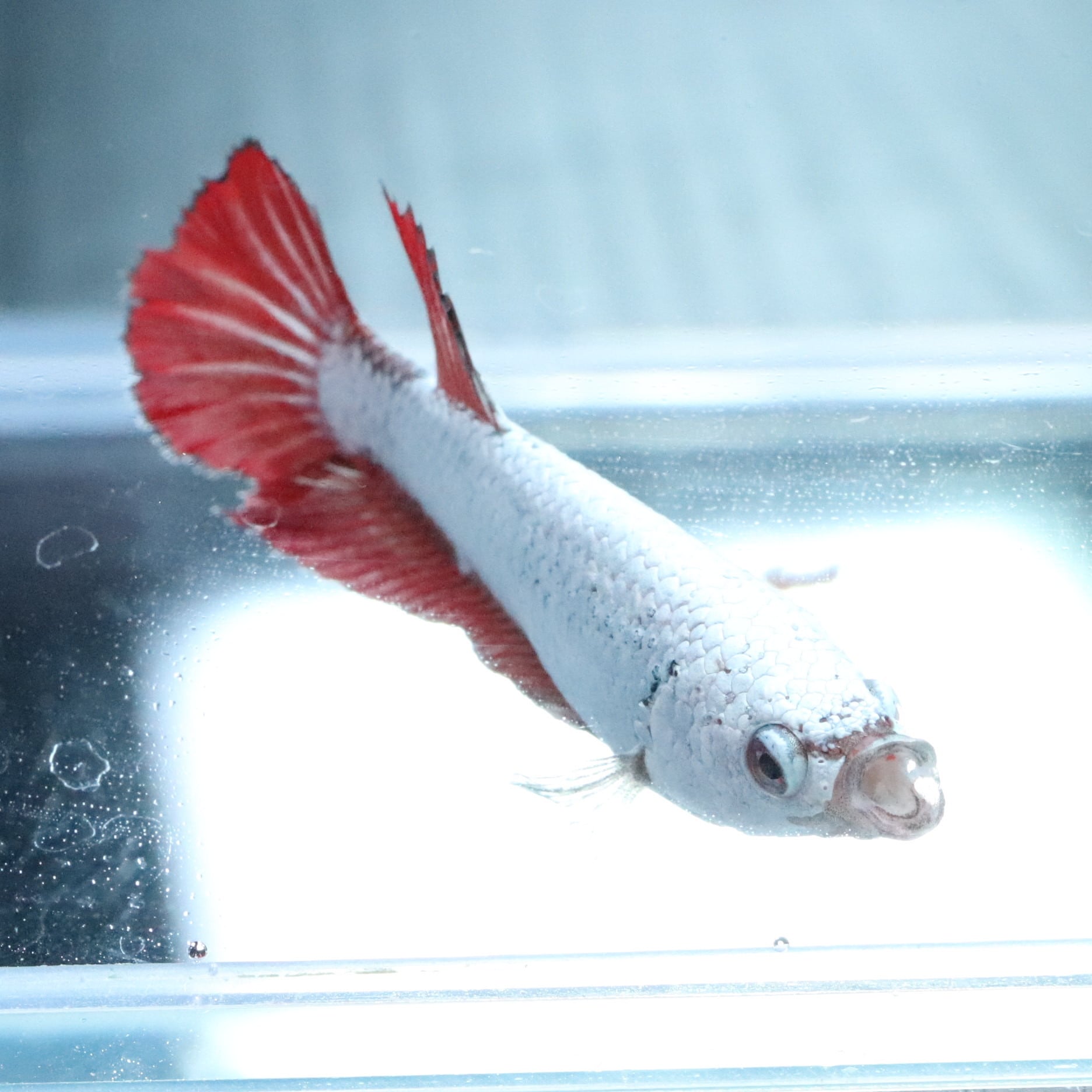 セレクトベタ・ハーフムーン♀038 | aquarium shop earth