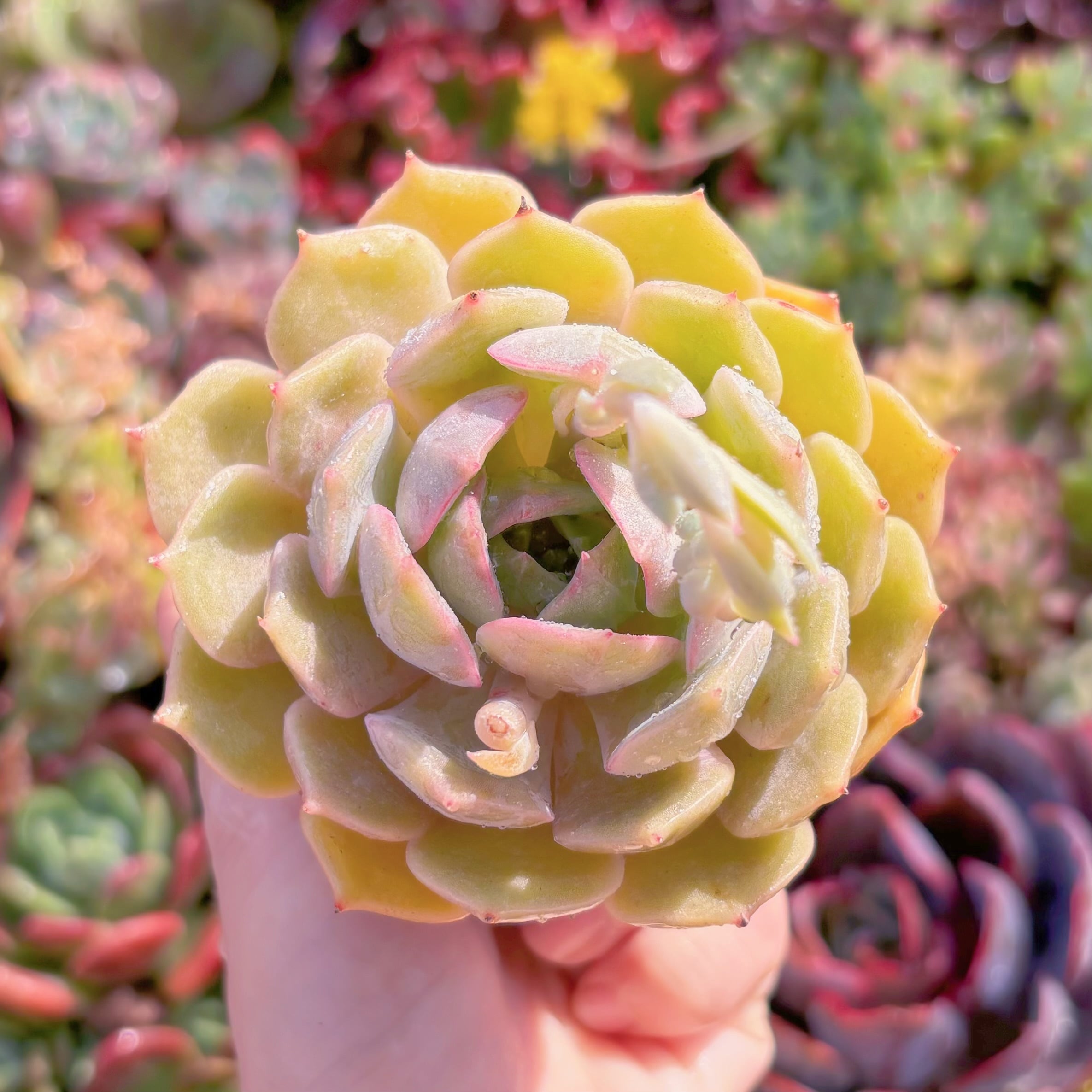 現品　ローラメエボニー#M253　るる農園