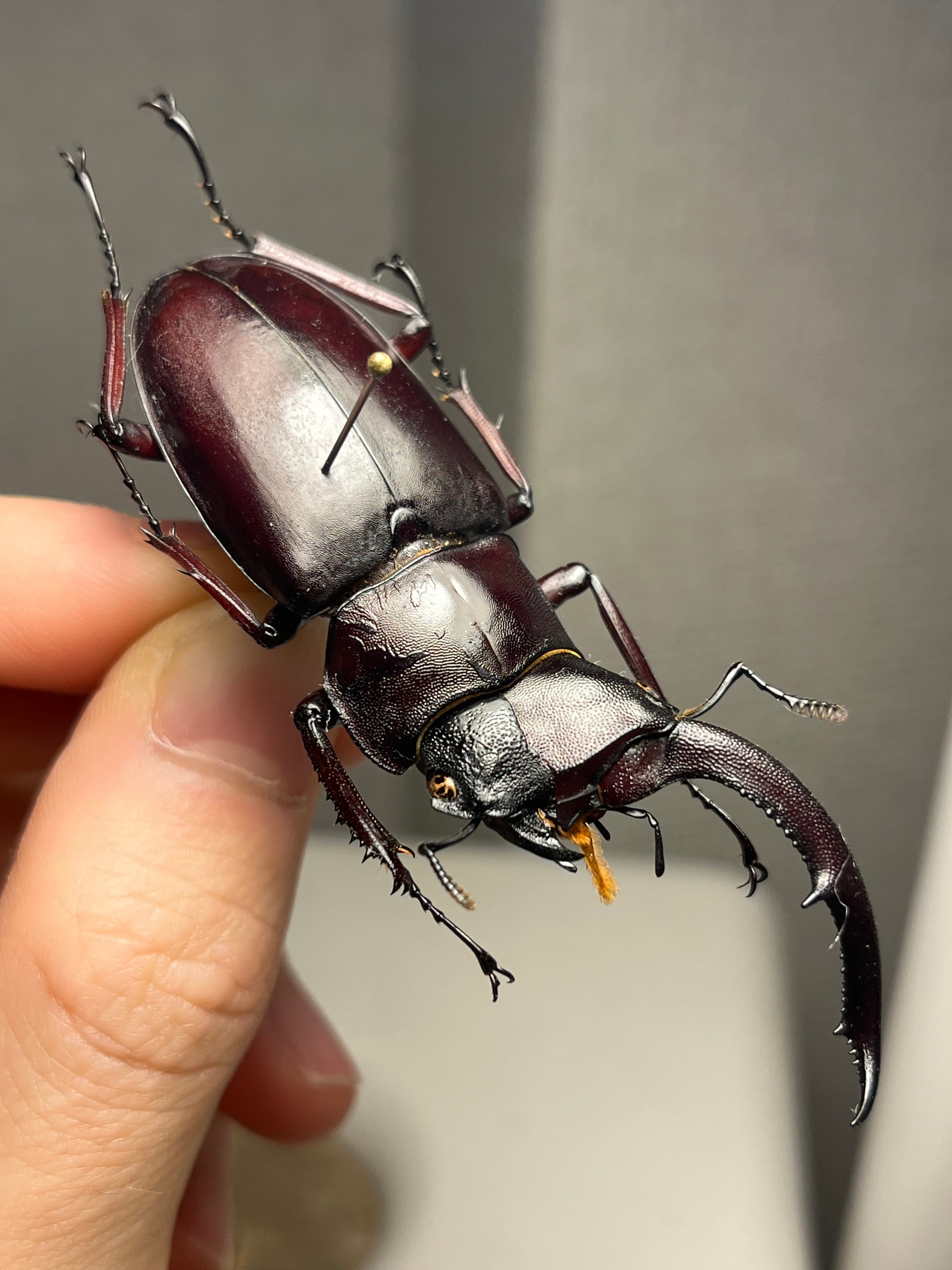 36mm】ツチハンミョウ 中央アフリカ産 オサムシマイマイカブリ 昆虫