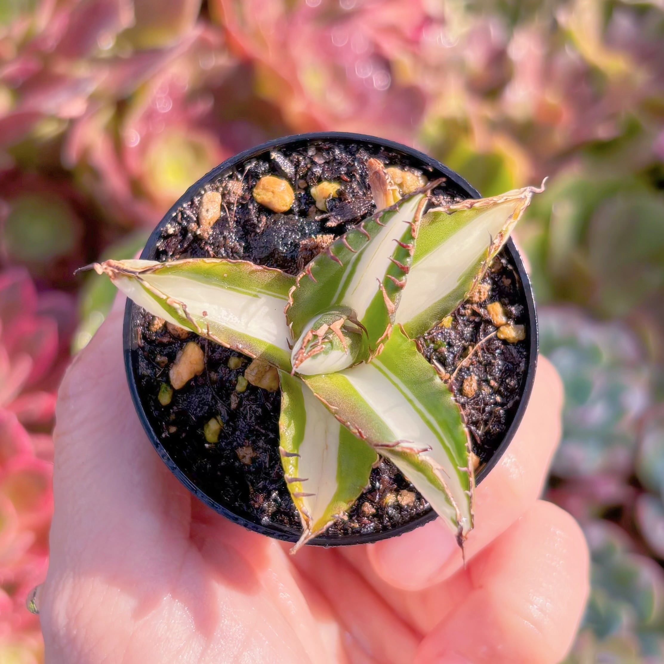 現品　アガベ　宝珠白中班#F223　新入荷　希少　るる農園