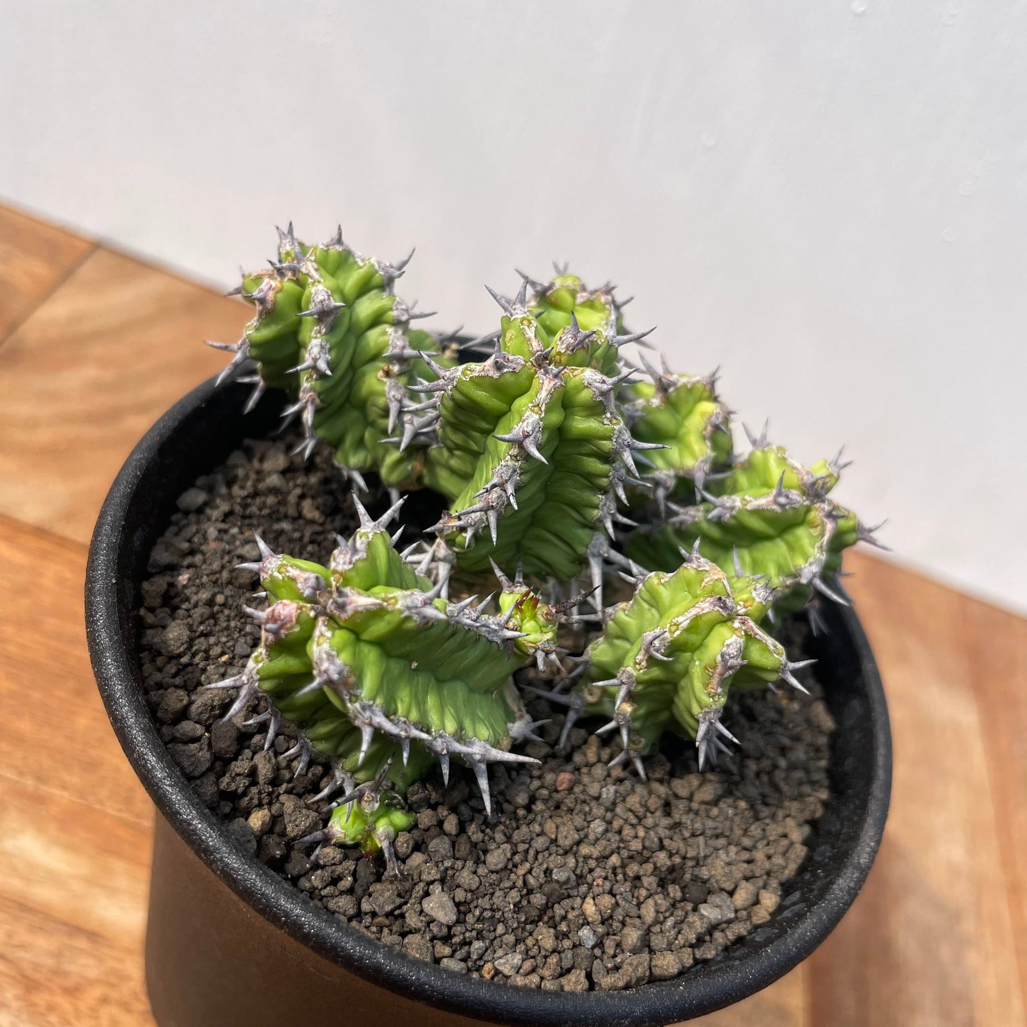 Euphorbia mitriformis ユーフォルビア ミトリフォルミス 自根活着済