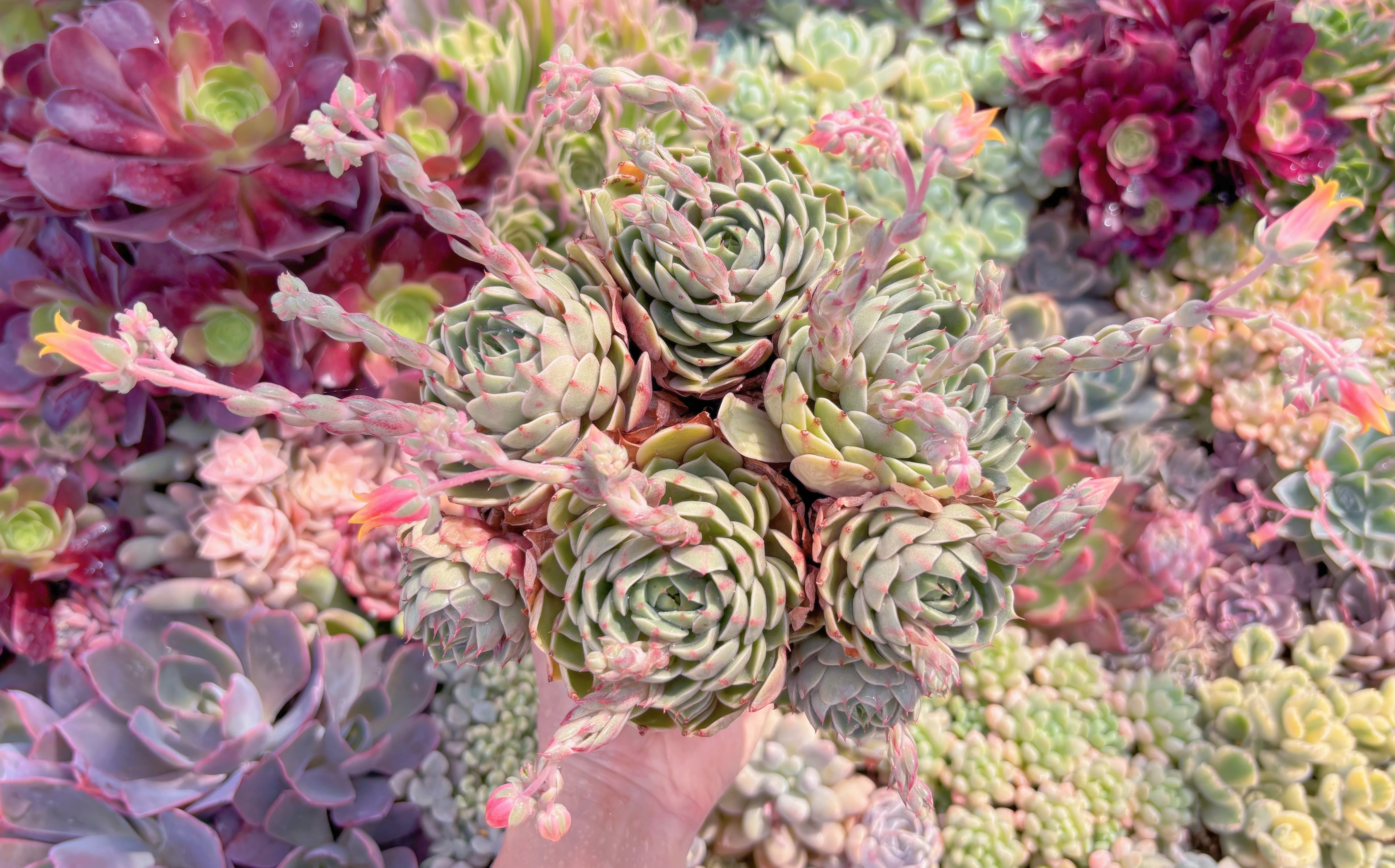 現品　ベンバディス#593　特大群生　るる農園