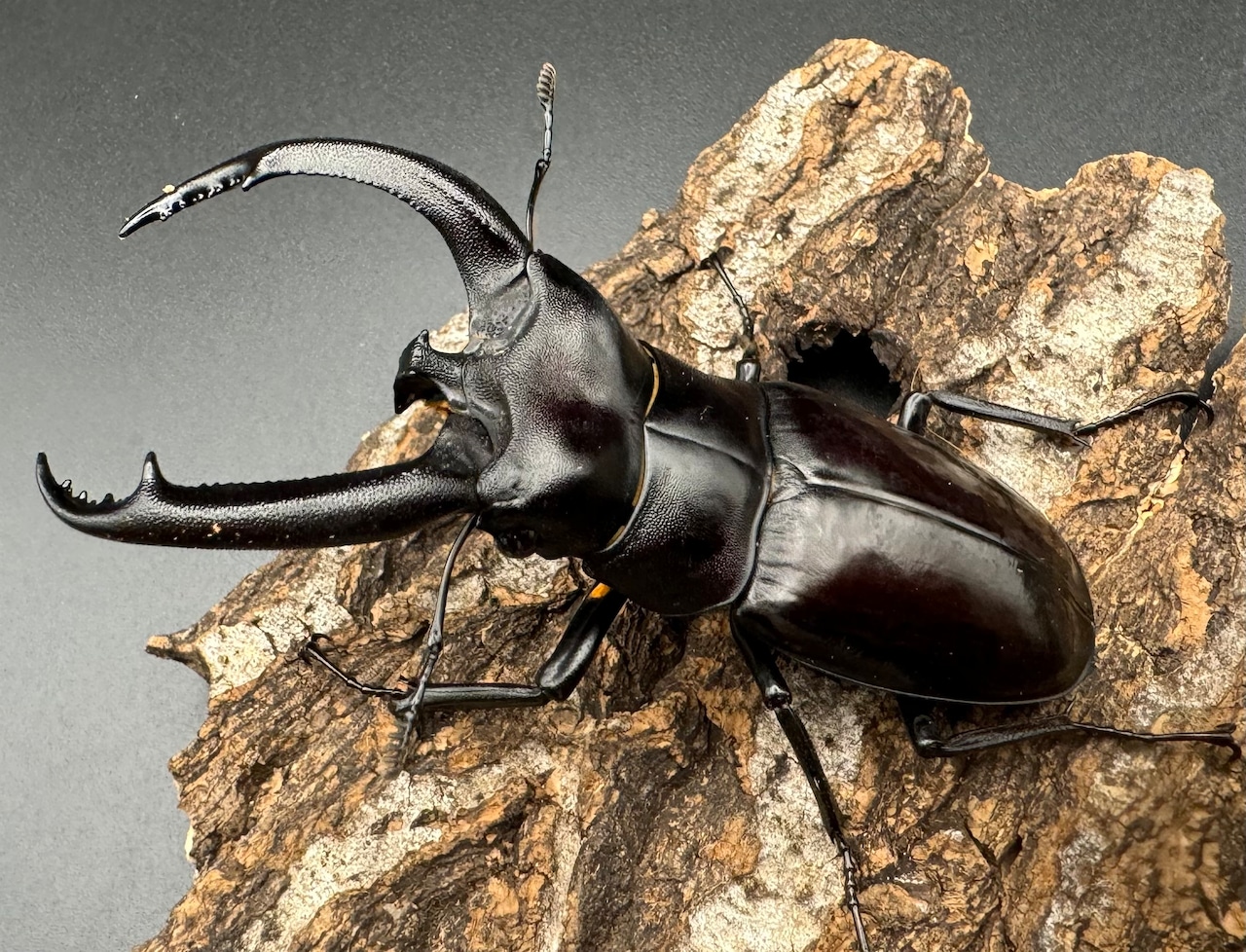 【WD】《リノケロスフタマタクワガタ 87mm ペア》