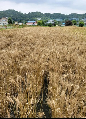 【野菜セットお客様専用】小麦粉１kｇ　無農薬・無化学肥料（栽培期間中）