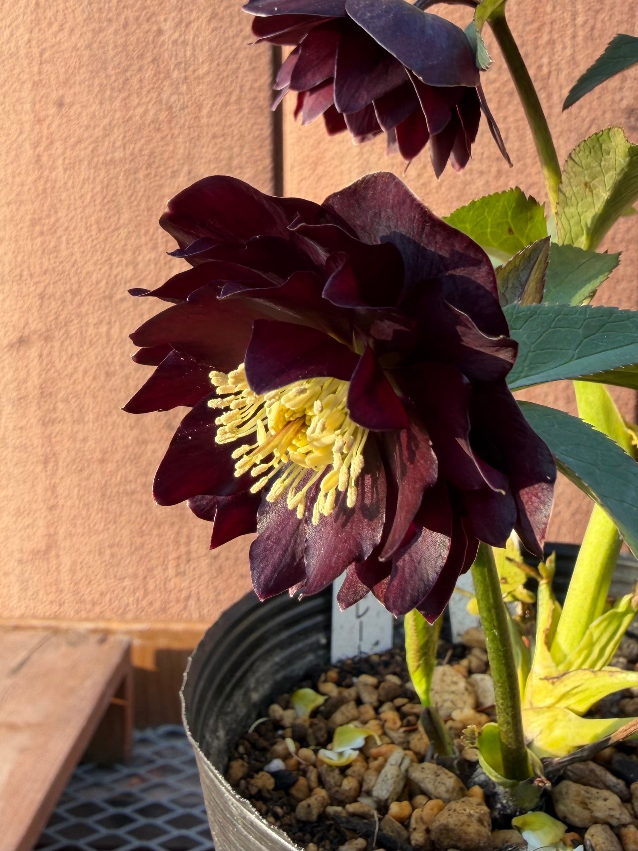 キラメキ☆チョコレート 加藤農園 クリスマスローズ【Ka108】送料無料