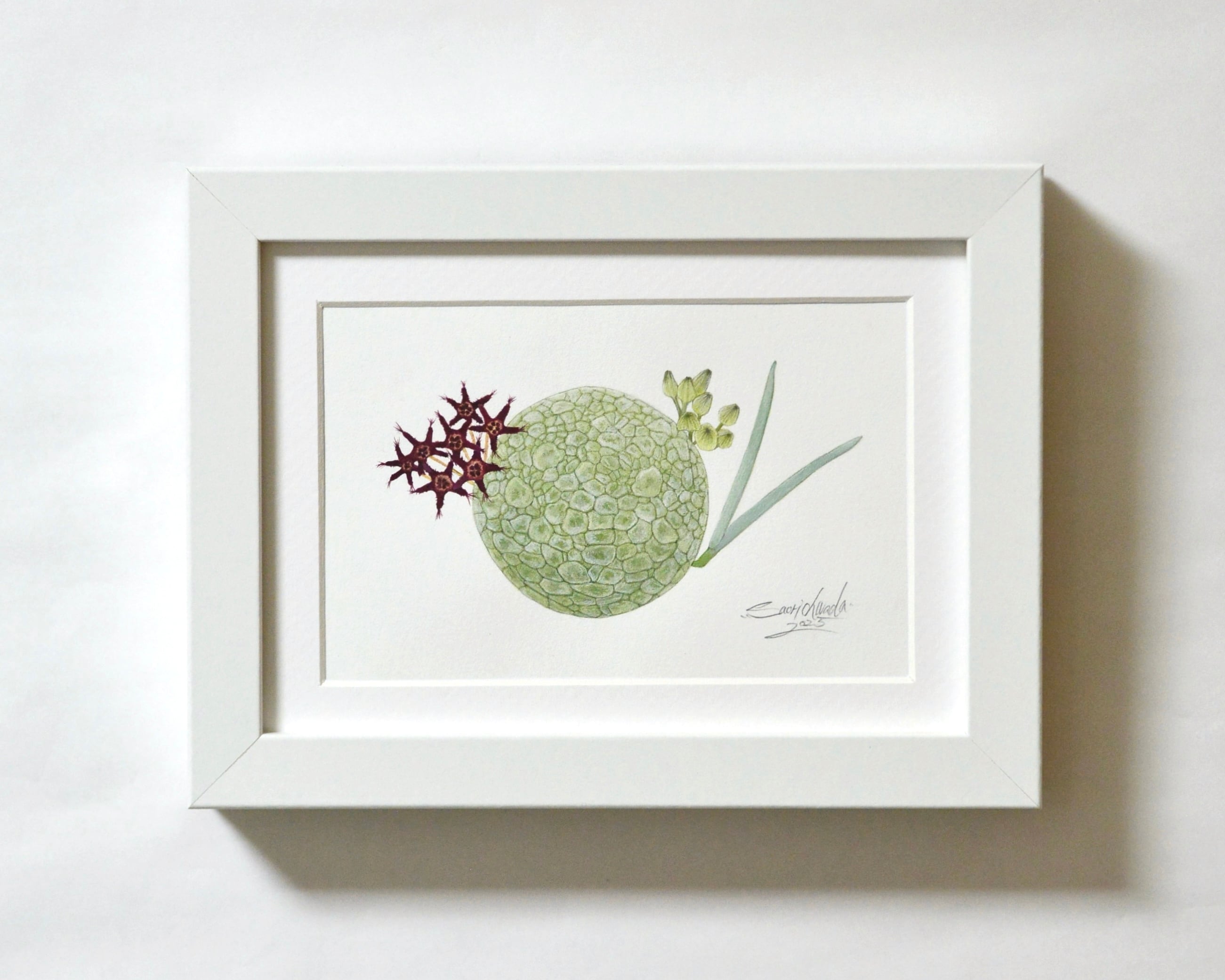 プセウドリトス・ミギウルティヌス 原画作品