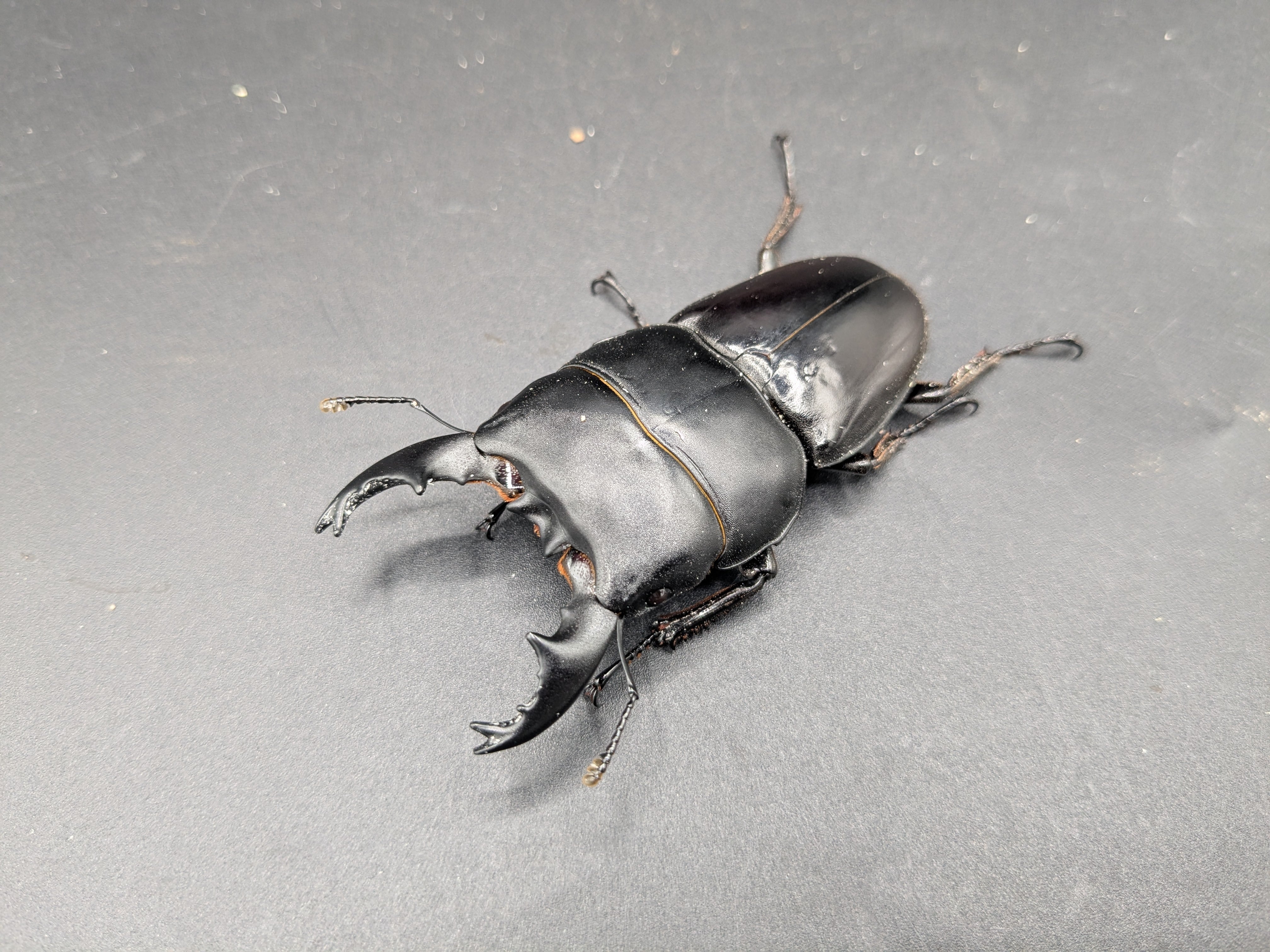 WDアンタエウスオオクワガタ ♂74mm♀37mmペア