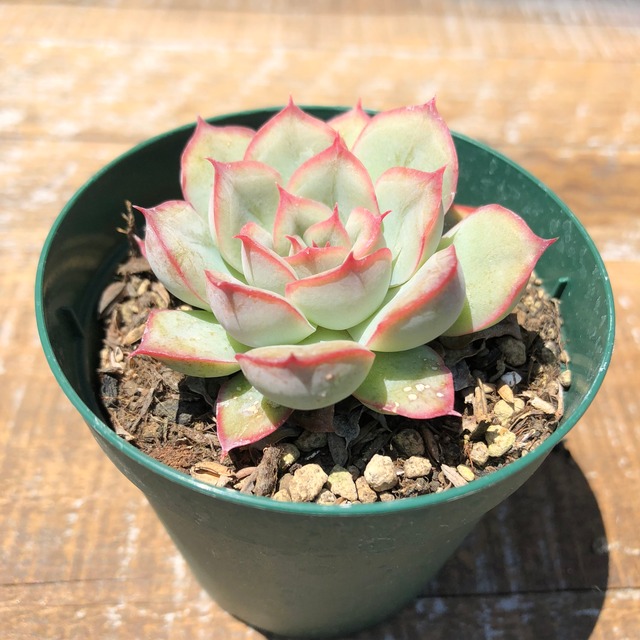 ヘラクレス Echeveria 'Heracles'