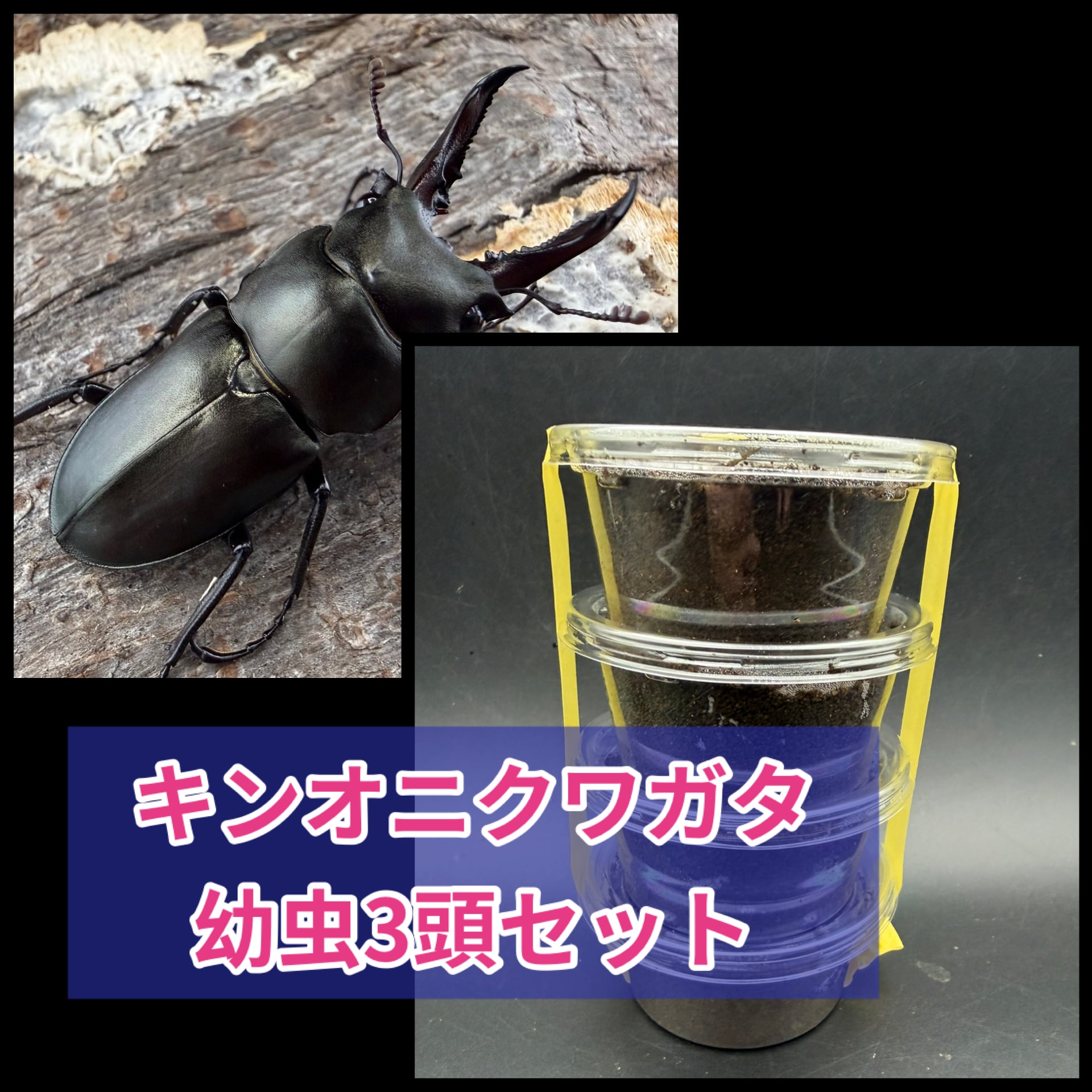 国産クワガタ生体 | KPW BASE店