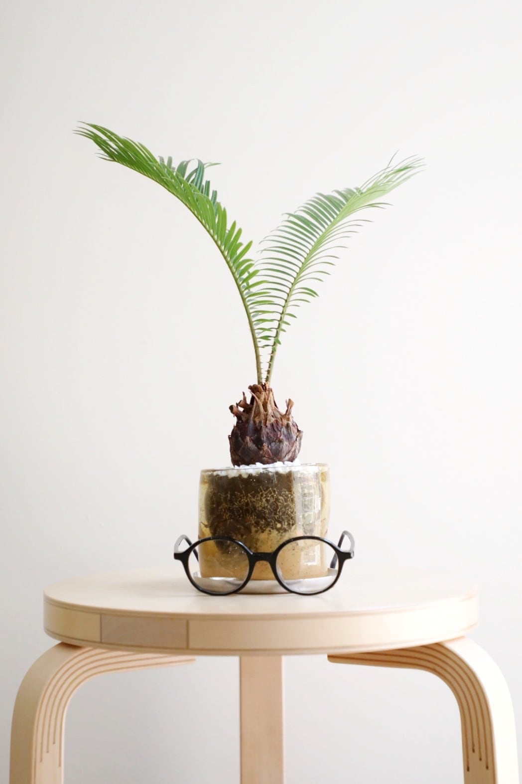 M】ソテツ/Japanese sago palm | 【厳選植物・器】MIDORI DOUMEI 翠堂