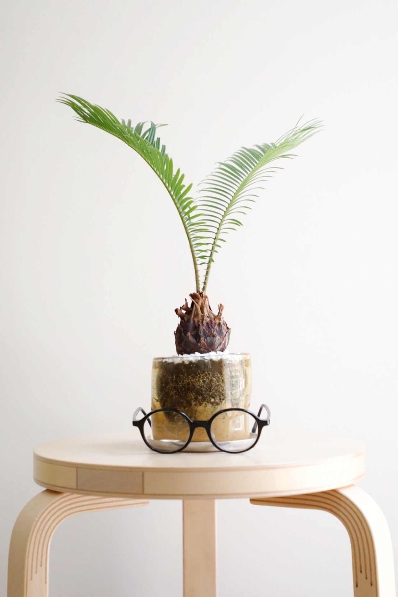 【M】ソテツ/Japanese sago palm