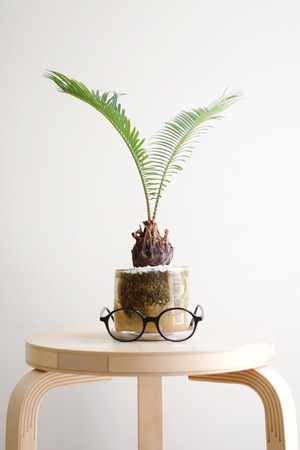 【M】ソテツ/Japanese sago palm
