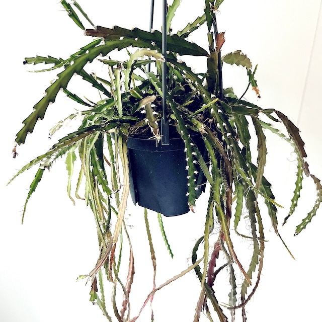 開花中✨花芽付き レピスミウム クルシフォルメ ロングサイズ1m 森林サボテン calm cafe