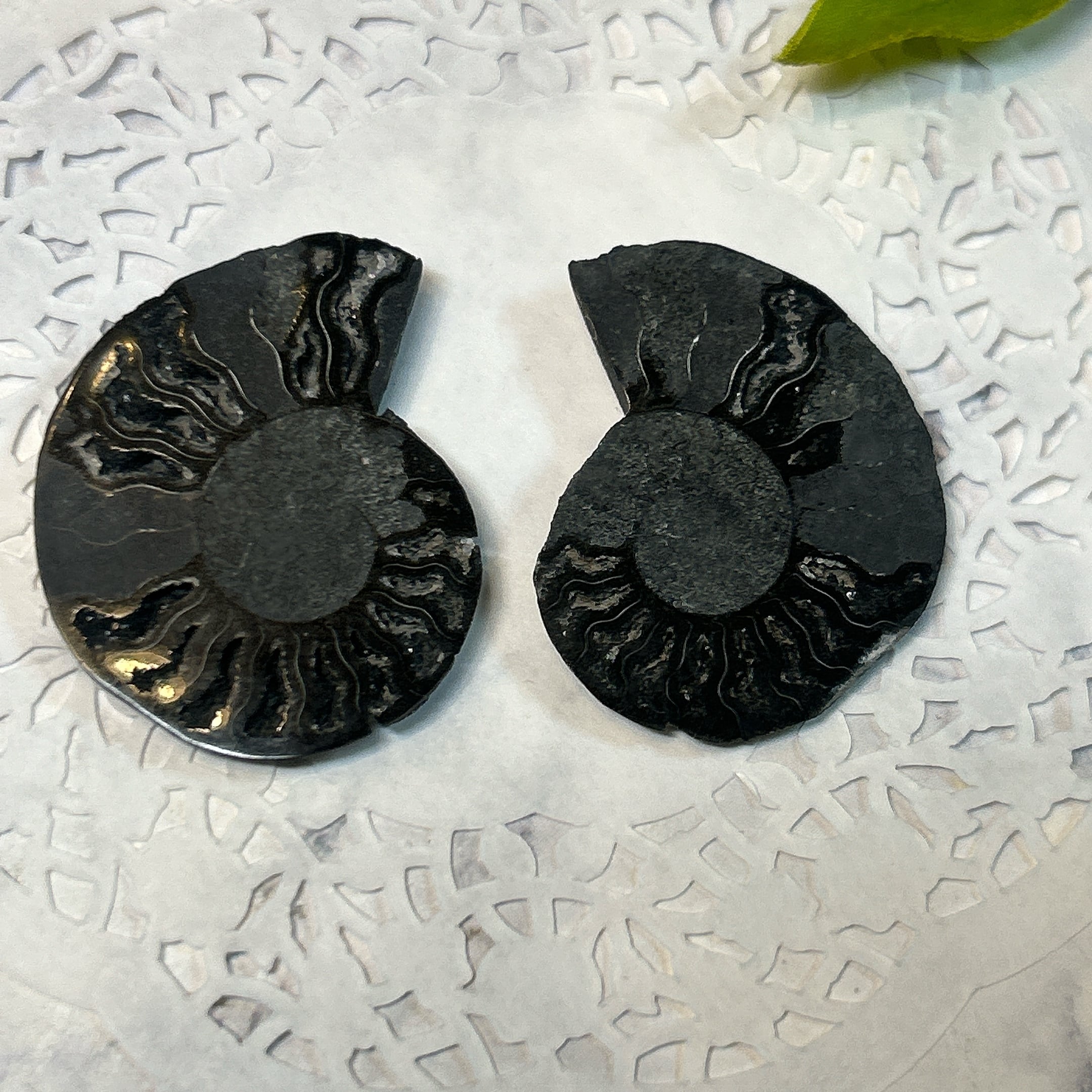 化石標本】 | クリスタル・ワールド御徒町店