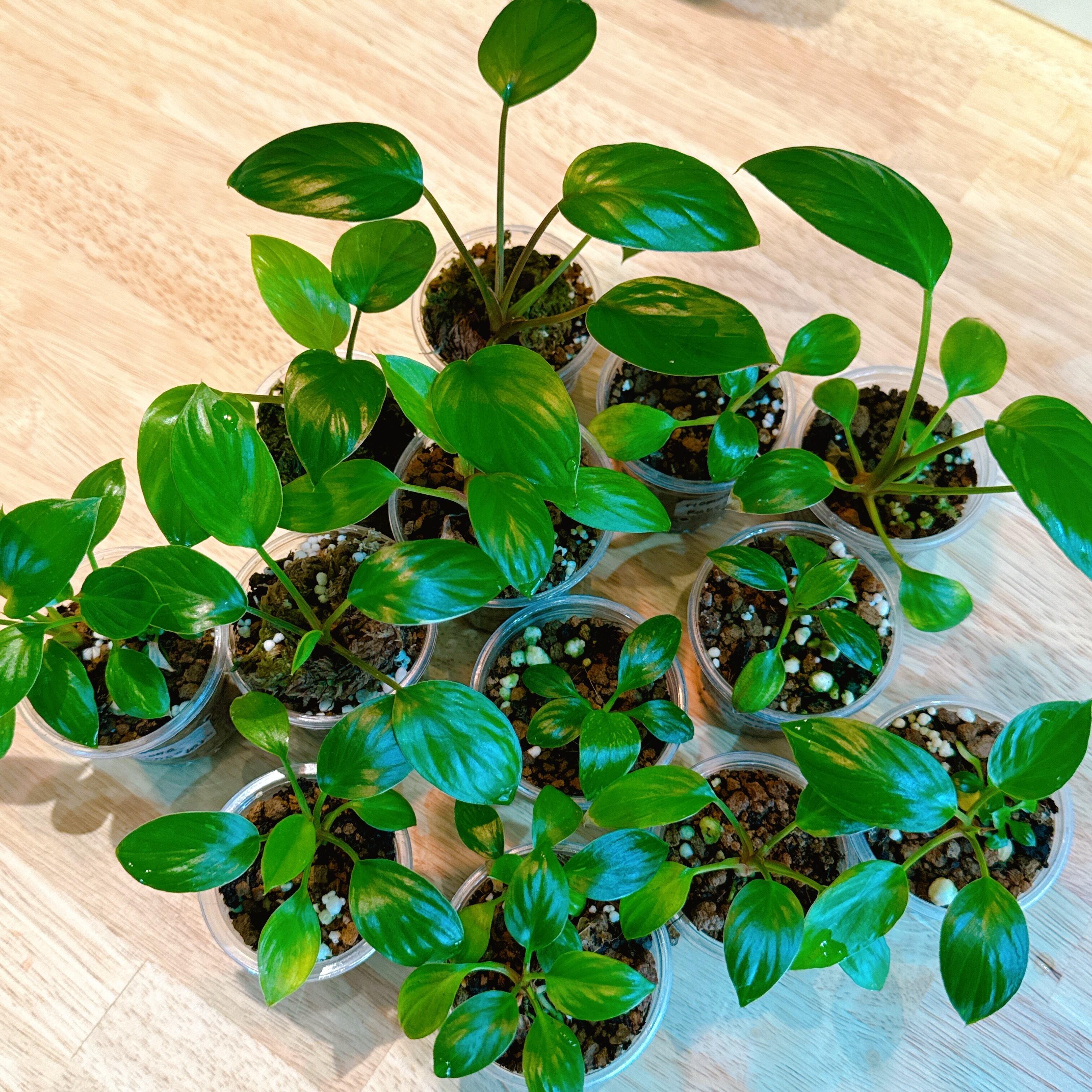 ホマロメナ ルベスケンス 斑入り