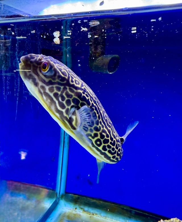 テトラオドン・ムブ