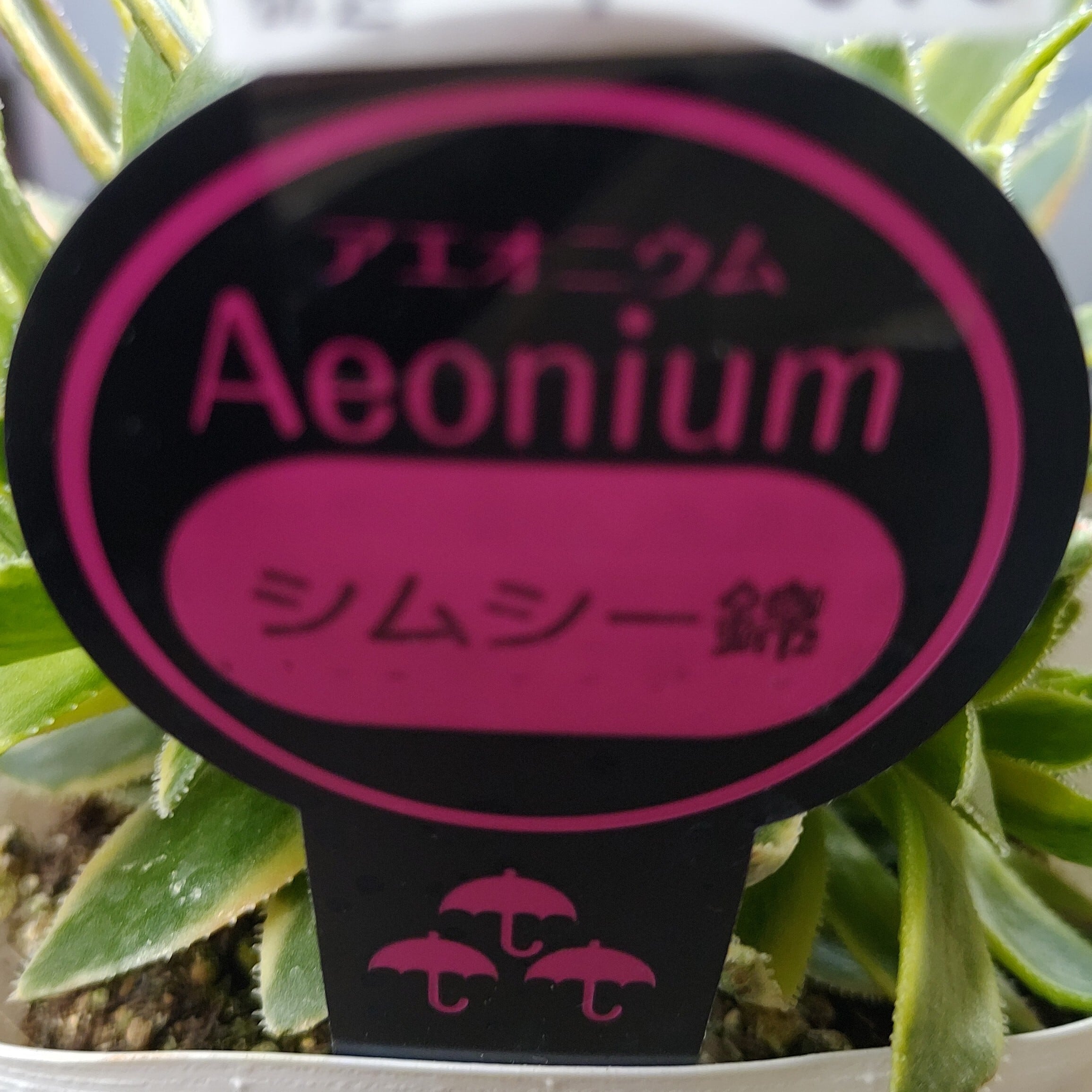 シムシー錦(アエオニウム) | RuPo 多肉植物専門店