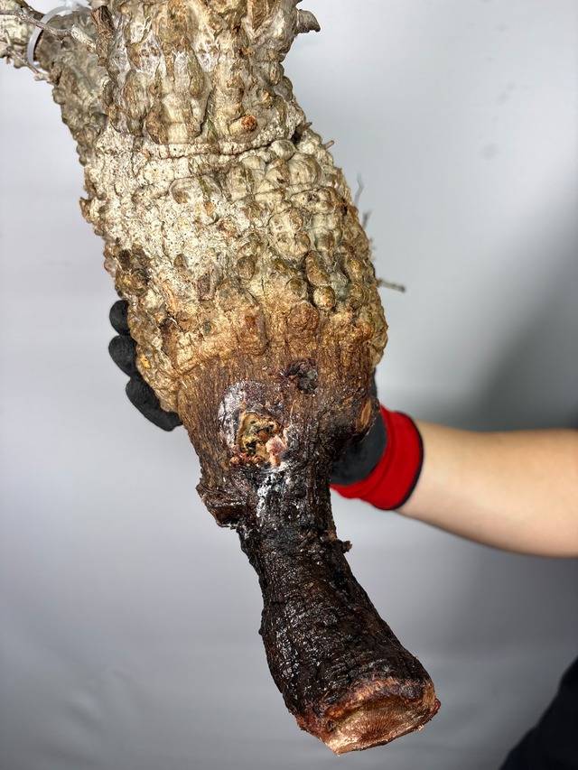 F177 現地発根株 オペルクリカリア パキプス 6/15 入荷 Operculicarya pachypus 塊根植物 現地球