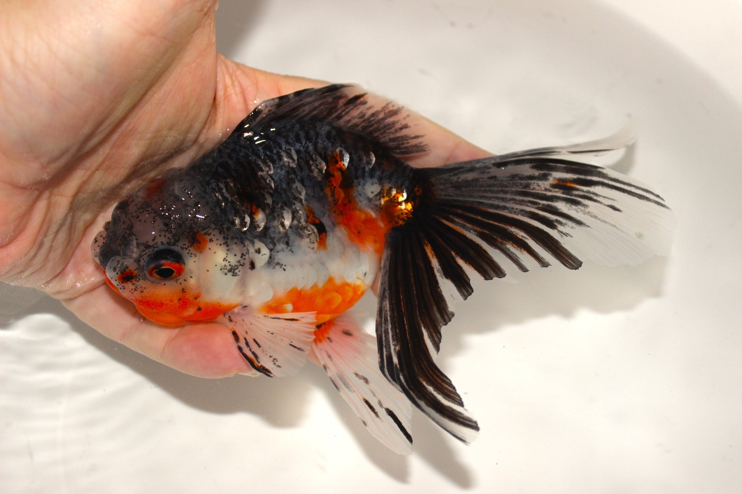 東錦 | 金魚専門店 和の美