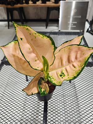 Aglaonema Cochin Peach (アグラオネマ コーチン ピーチ) 【artPLANTs/PLANTS GARAGE】アグラオネマ/アロイド