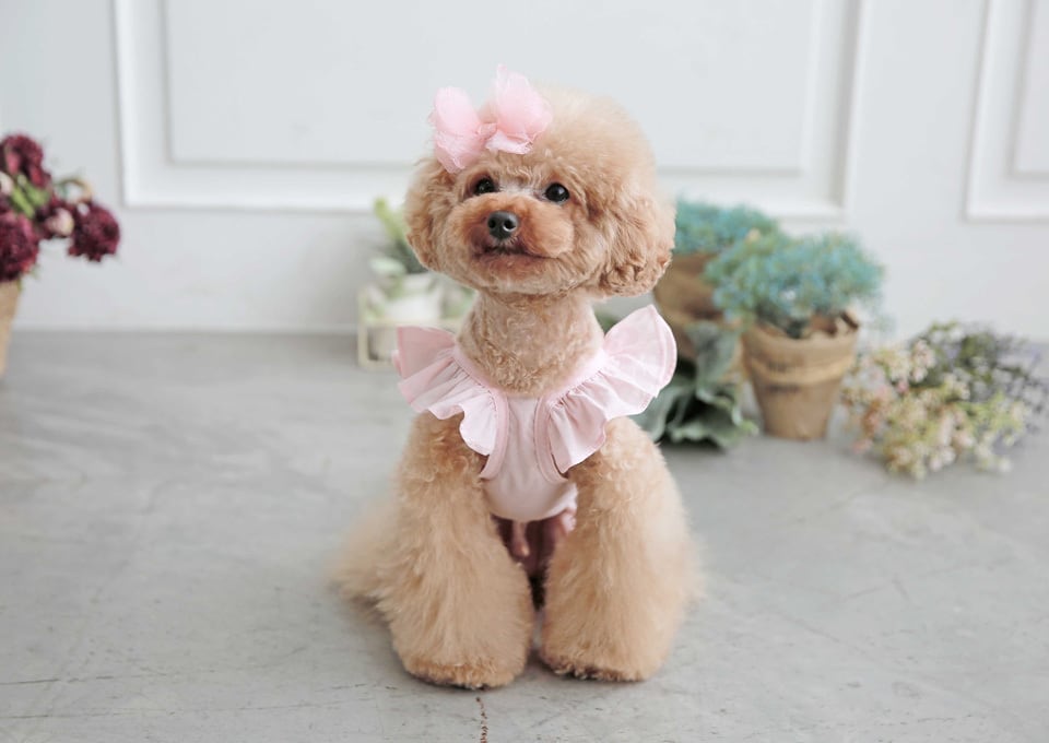 crop lace sleeveless / 犬服 ドッグウェア 犬の服 ペット洋服 無地 綿100% ブラウス ノースリーブ ショート丈 クロップドトップス 小型犬 中型犬 おパンツカット トップス フリル シンプル 夏 袖なし 涼しい top158