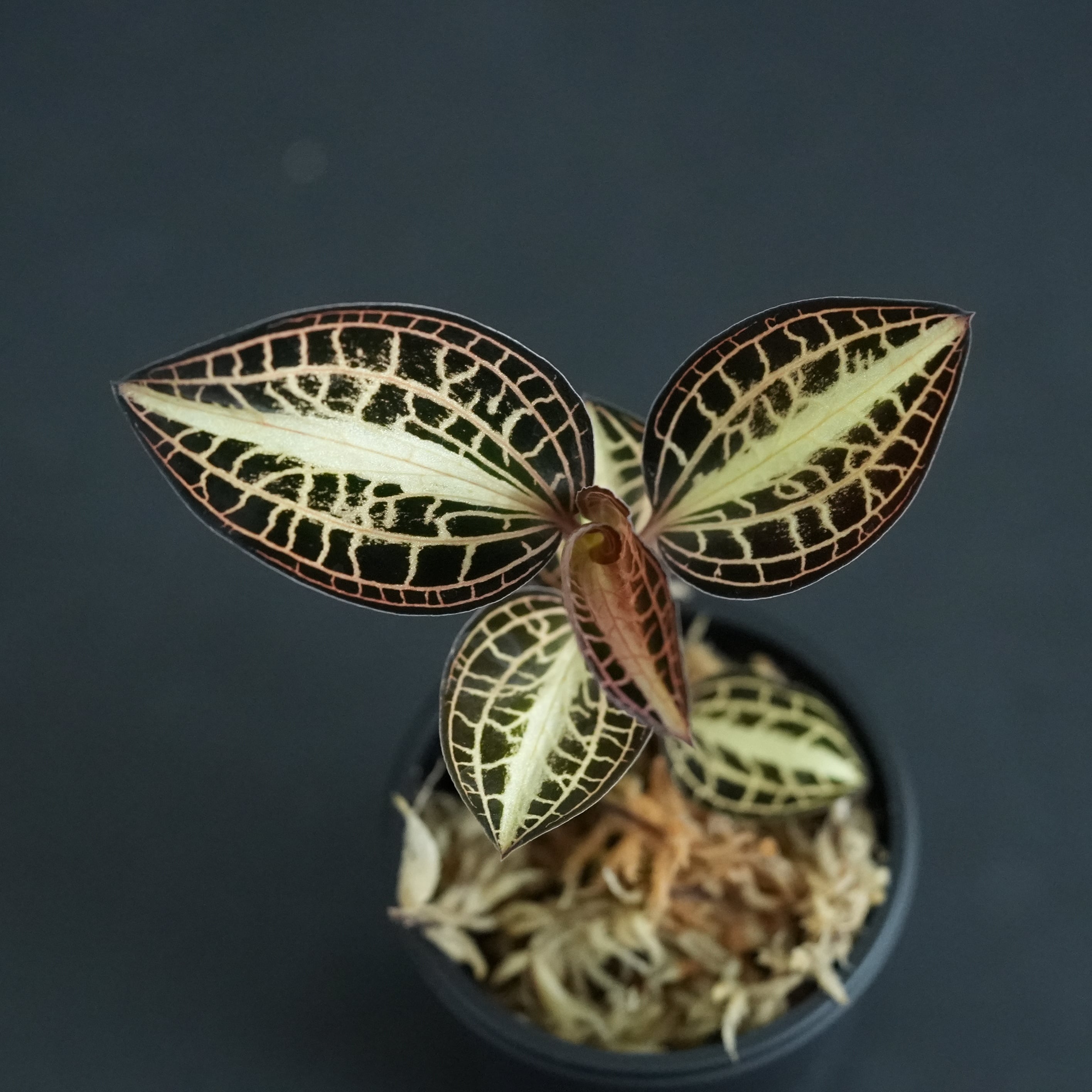 最終値下げ　イタリア　太陽　壺　カラフル 壺 | 古物屋 壱両