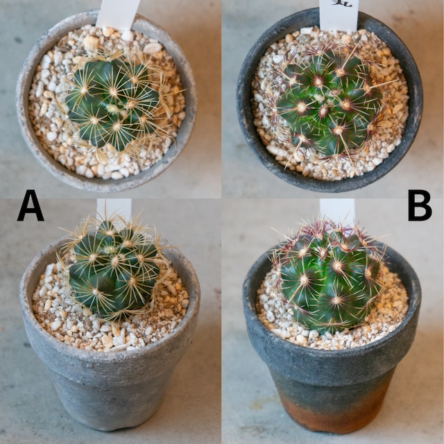 tama様専用出品 【公式通販】 tama様専用出品 【公式通販】