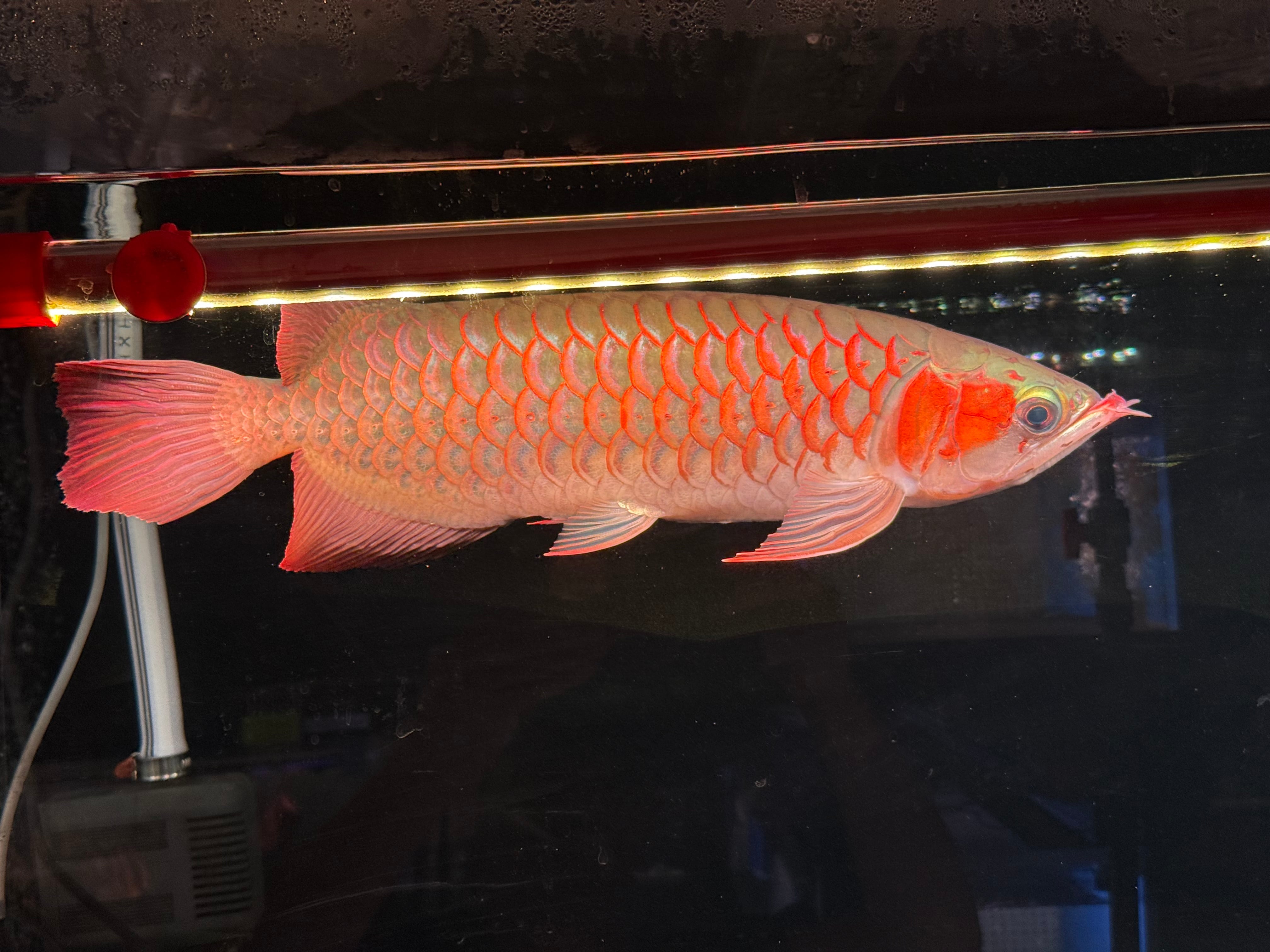 ヤフオク1円スタート終了】 紅龍 スライヤー 3本髭 35㎝前後 アジア