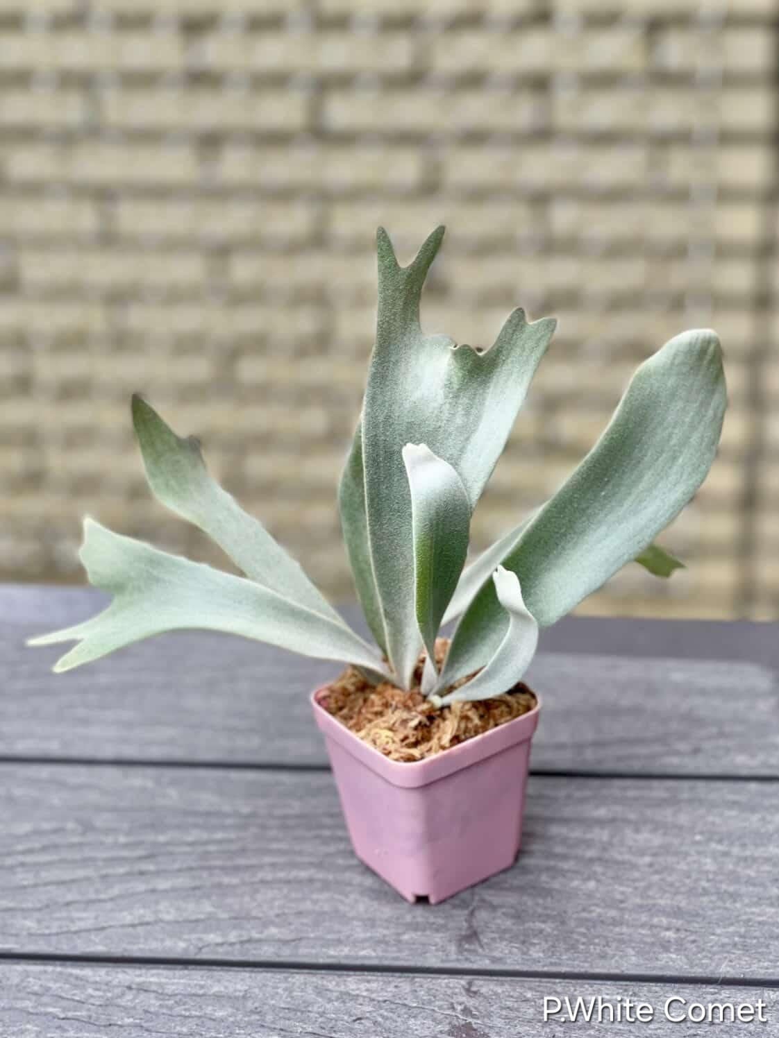 P.White Comet【artPLANTs/PLANTS GARAGE 】ビカクシダ#Platycerium