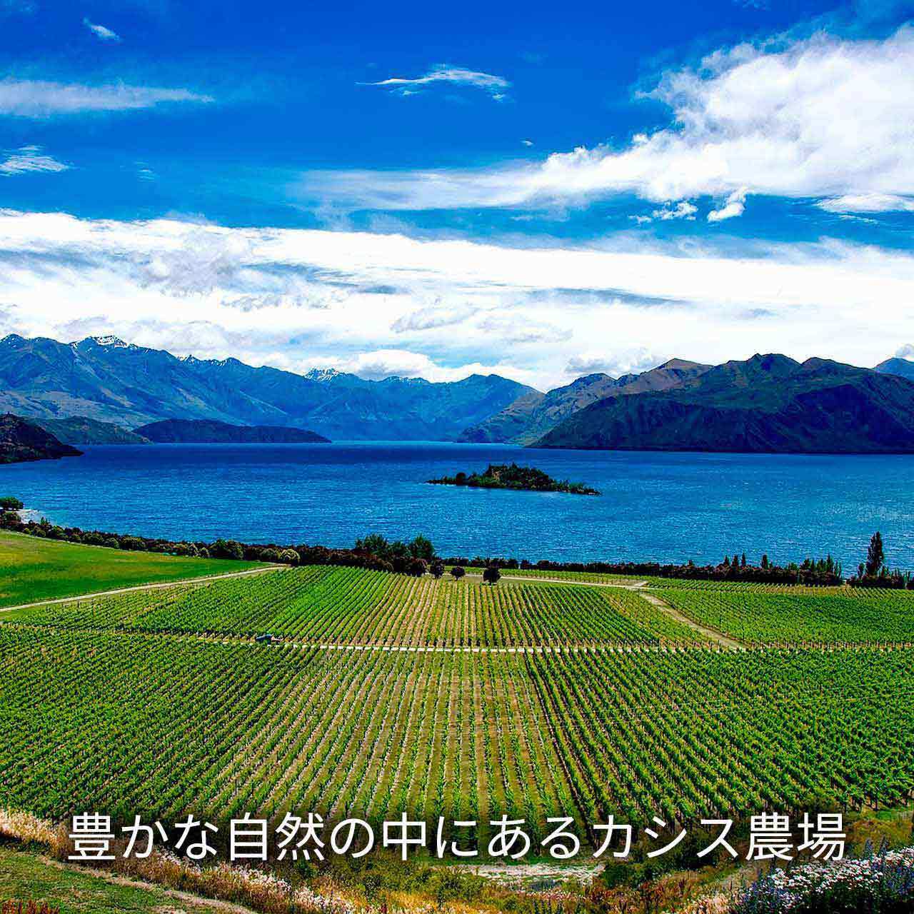 【2周年記念特別価格】NZカシスパウダー エクストラクトプラス　１袋
