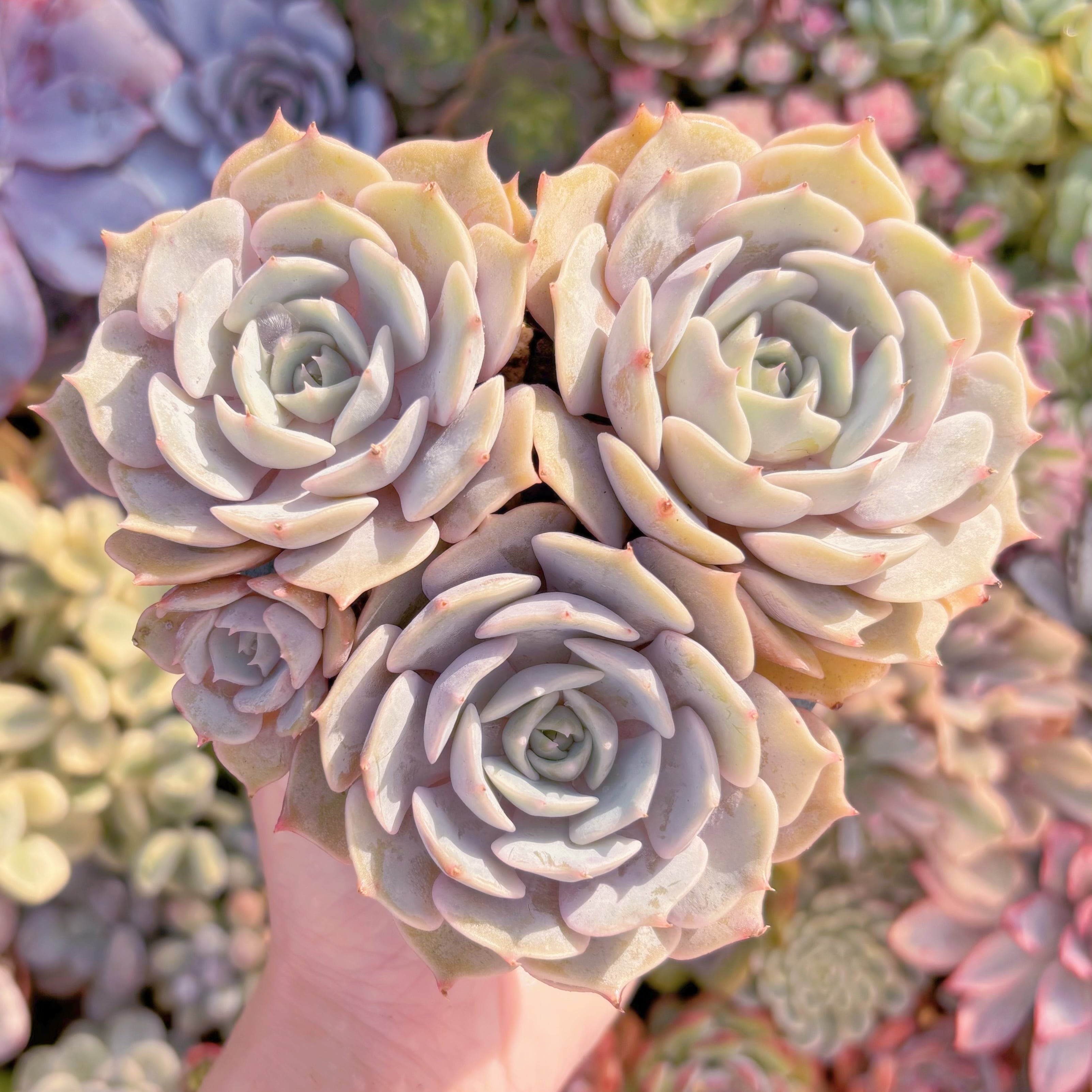 多肉植物　ローラ(3頭)　群生　新入荷　るる農園